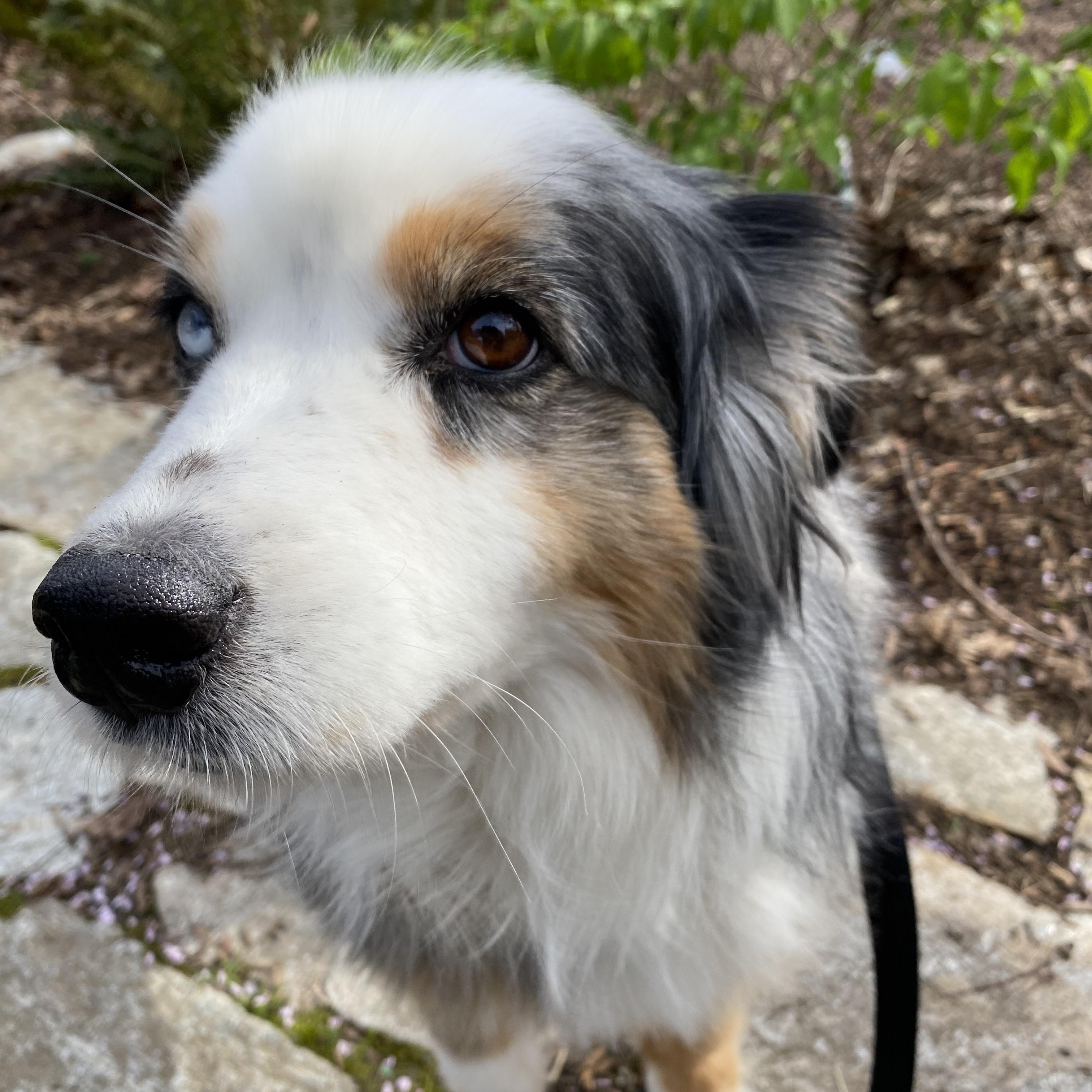 Enlarge Zoey, a ADOPTABLE Australian Shepherd in Portland, OR image 2/5