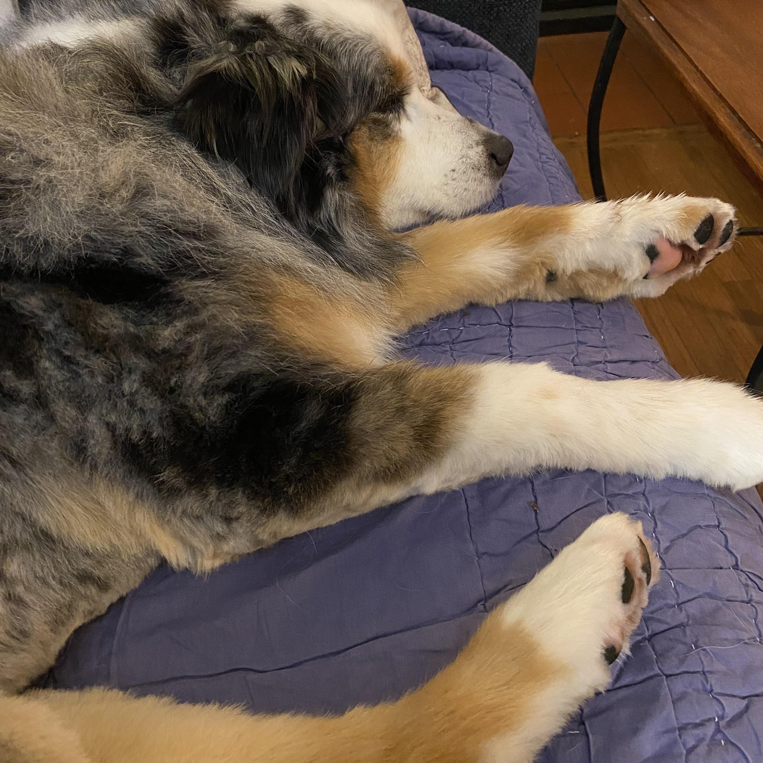 Enlarge Zoey, a ADOPTABLE Australian Shepherd in Portland, OR image 5/5