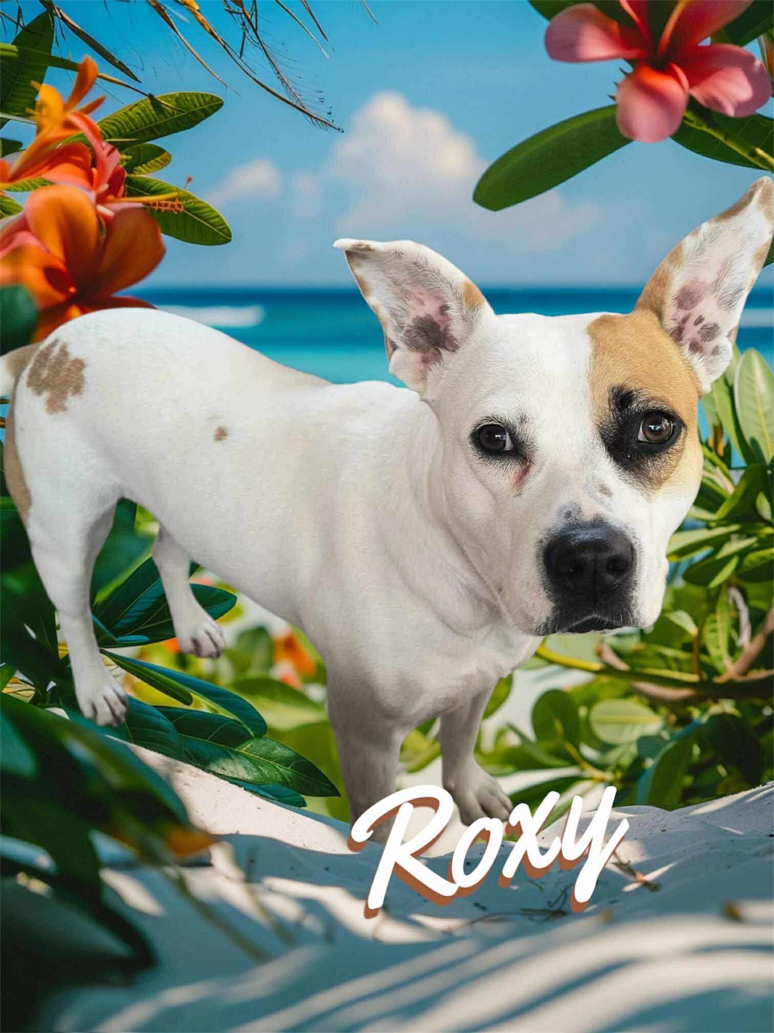 Roxy (20250317-01) — thumbnail 2