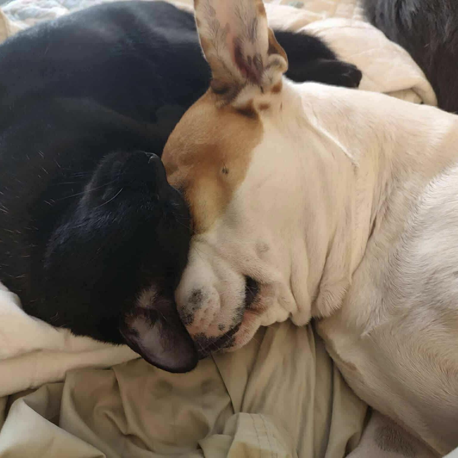 Roxy (20250317-01) — thumbnail 3