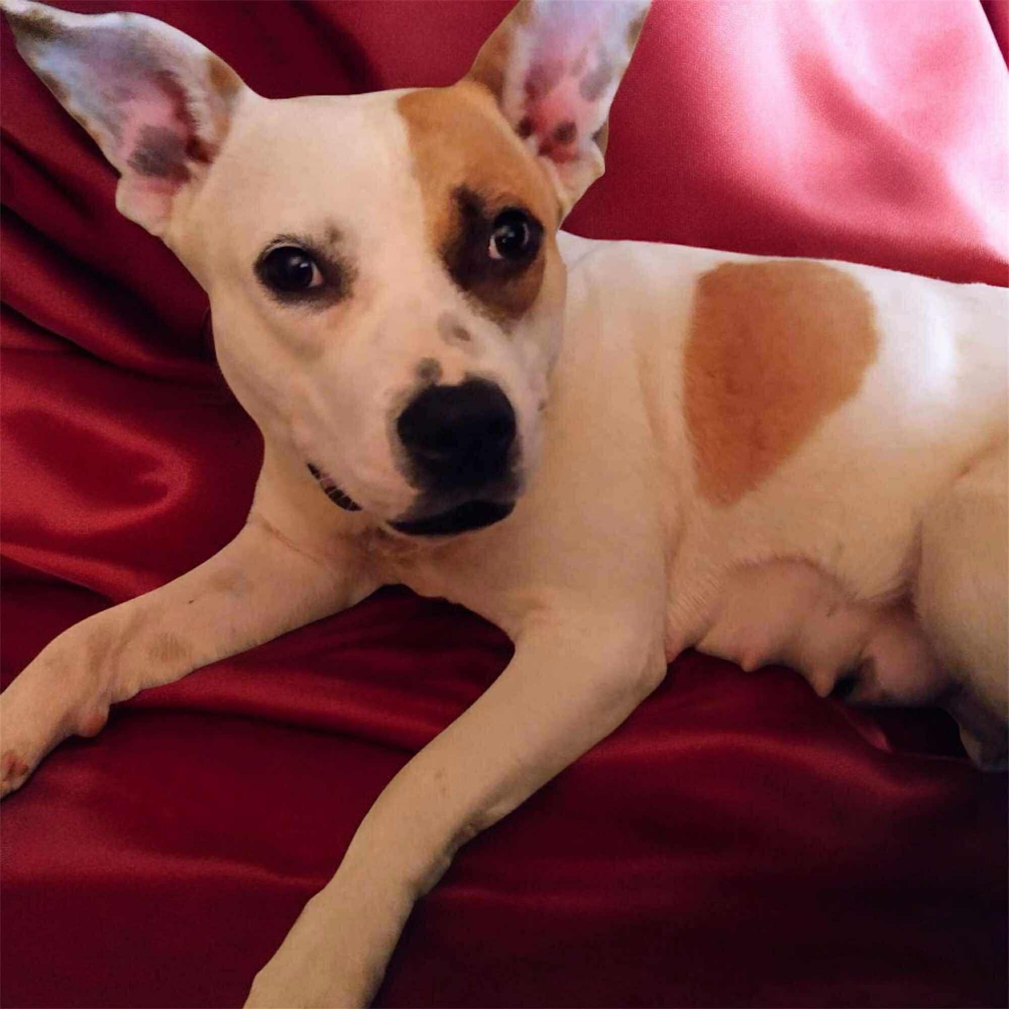 Roxy (20250317-01) — thumbnail 4