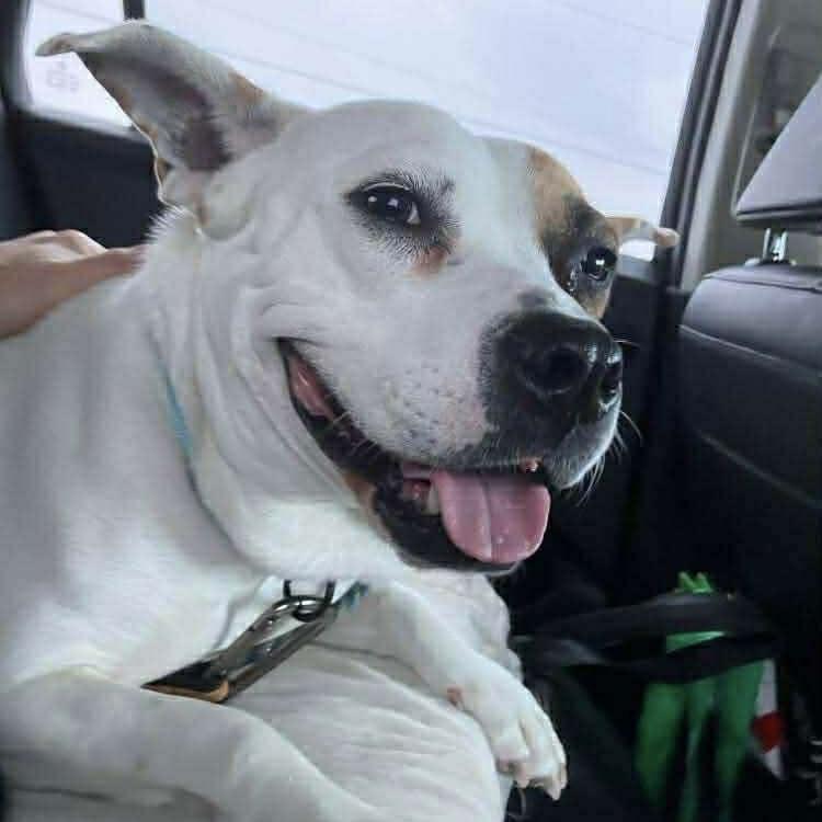 Roxy (20250317-01) — thumbnail 5