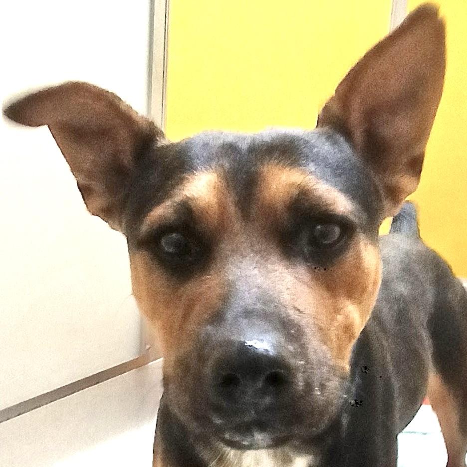 Buddy, Adoptable, Adult Male German Shepherd Dog & Rottweiler.