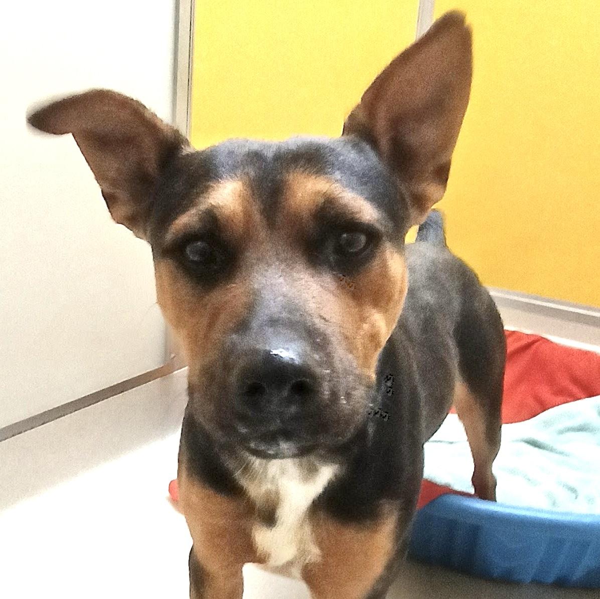 Enlarge Buddy, a Adoptable mixed breed in San Luis, CO image 2/2