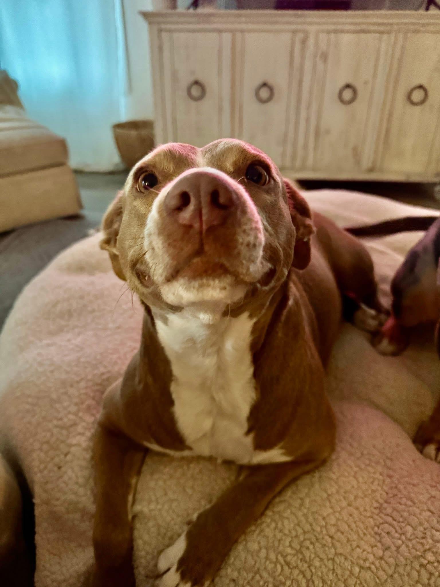 Enlarge Milly, an adopted mixed breed in Nahunta, GA image 2/3