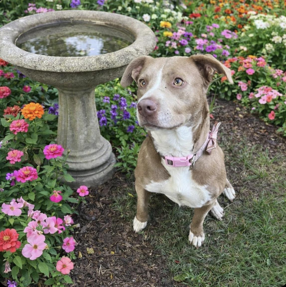 Enlarge Milly, an adopted mixed breed in Nahunta, GA image 3/3