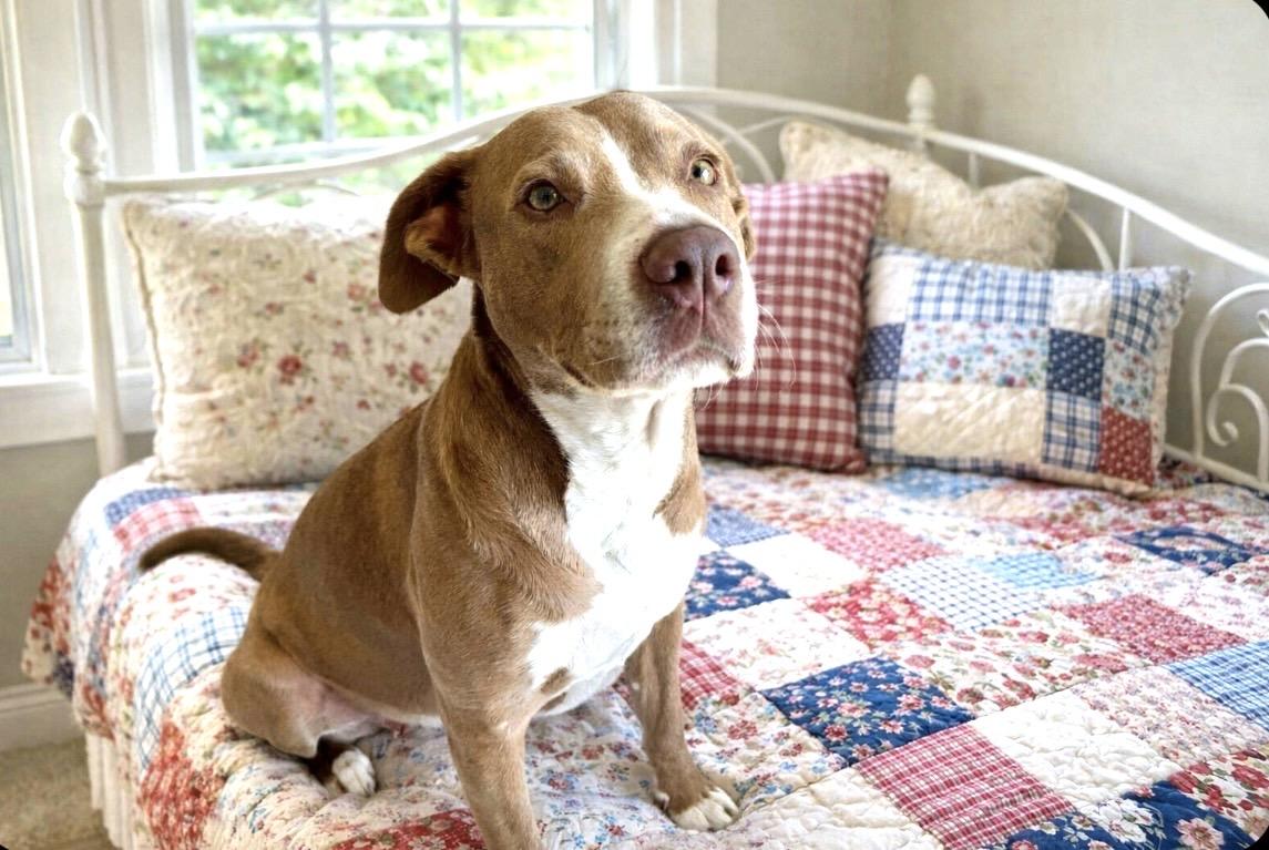 Enlarge Milly, an adopted mixed breed in Nahunta, GA image 1/3