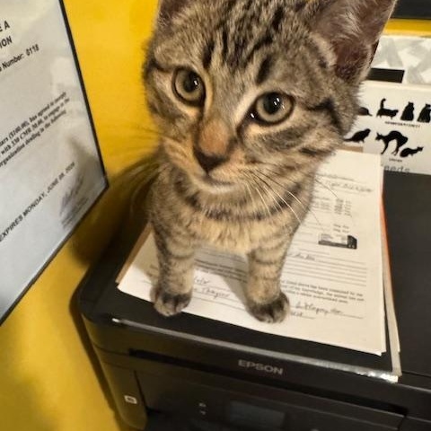 Turkey, ADOPTABLE, Kitten Male Domestic Short Hair.