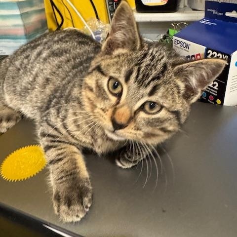 Enlarge Turkey, a ADOPTABLE Domestic Short Hair in Rochester, MA image 2/2