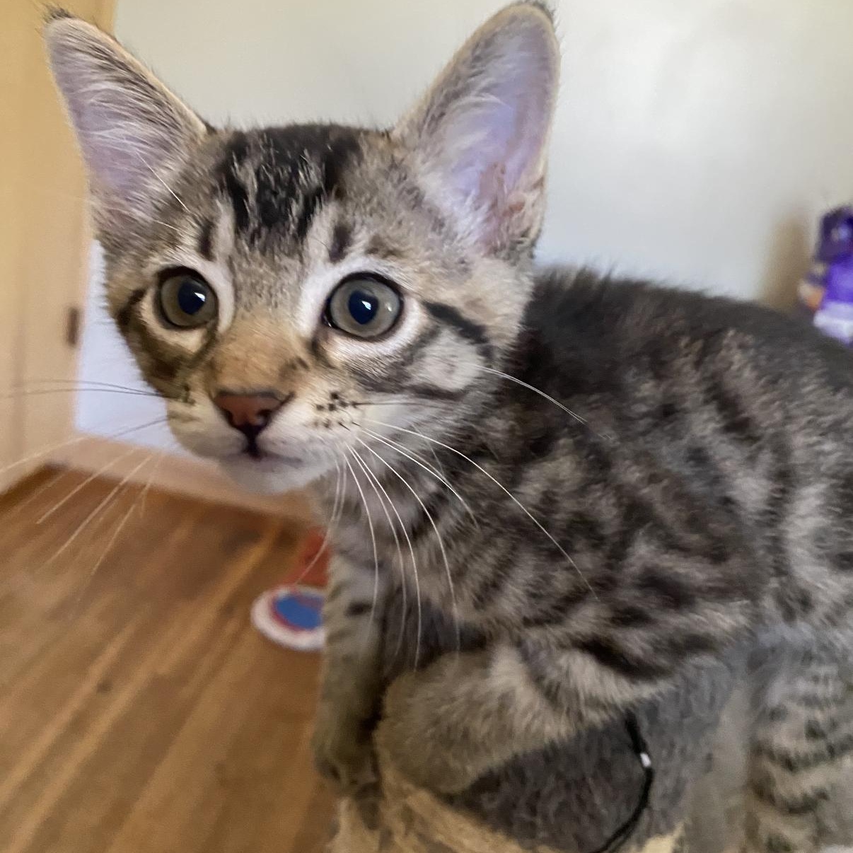 Paws, ADOPTABLE, Kitten Male Domestic Short Hair & Tabby.