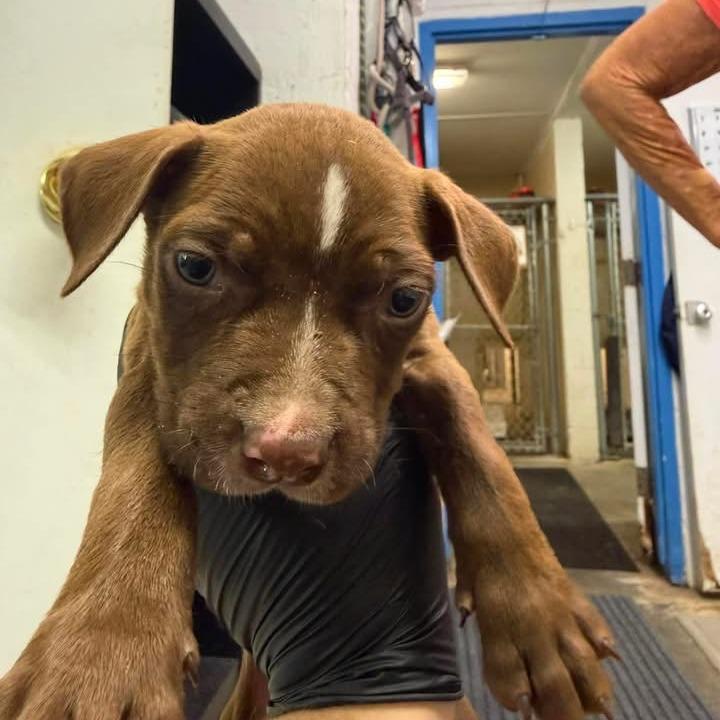 Bear, Adoptable, Puppy Male Pit Bull Terrier.