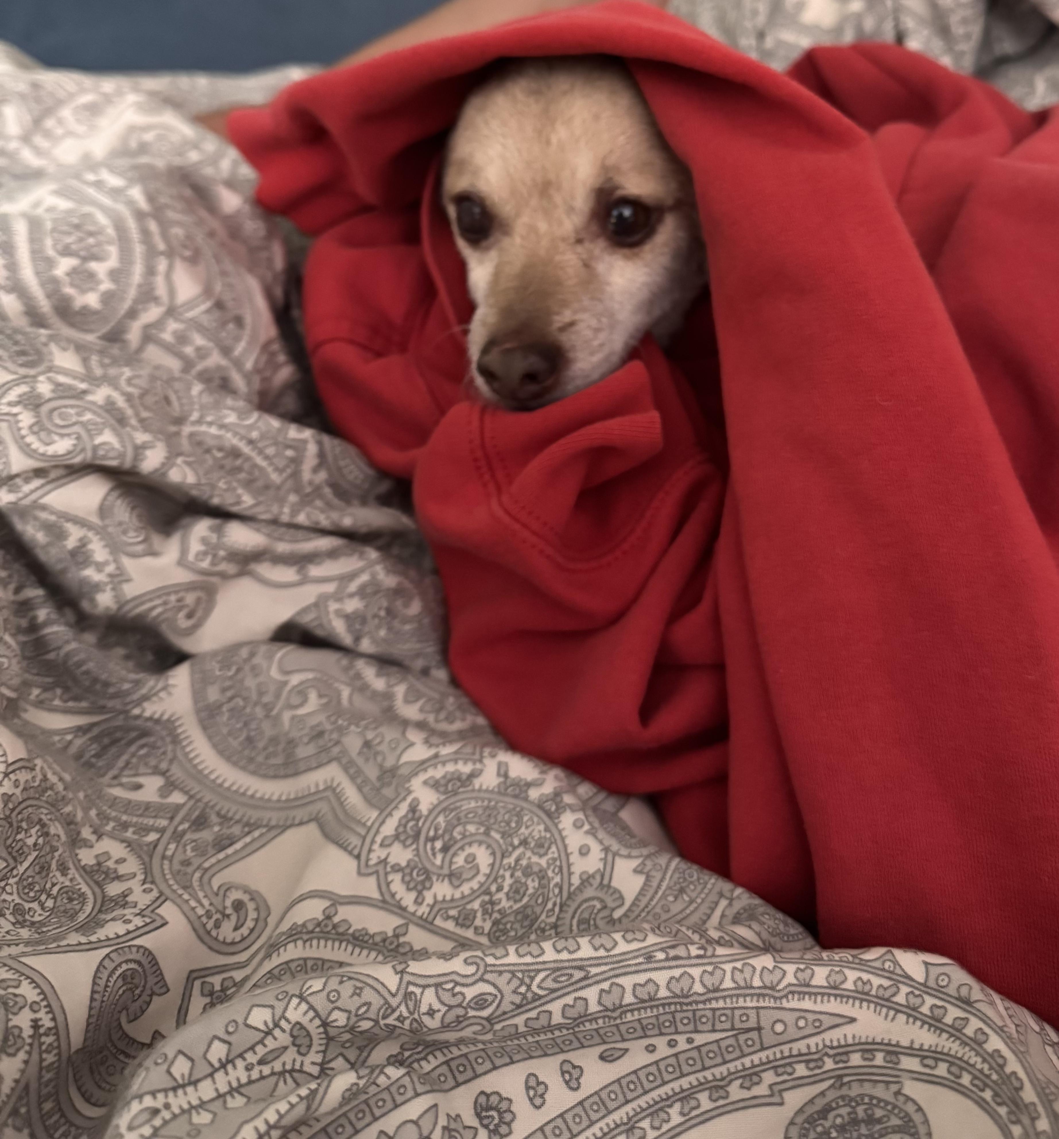 Enlarge Reginald, a Adoptable mixed breed in Los Angeles, CA image 2/5