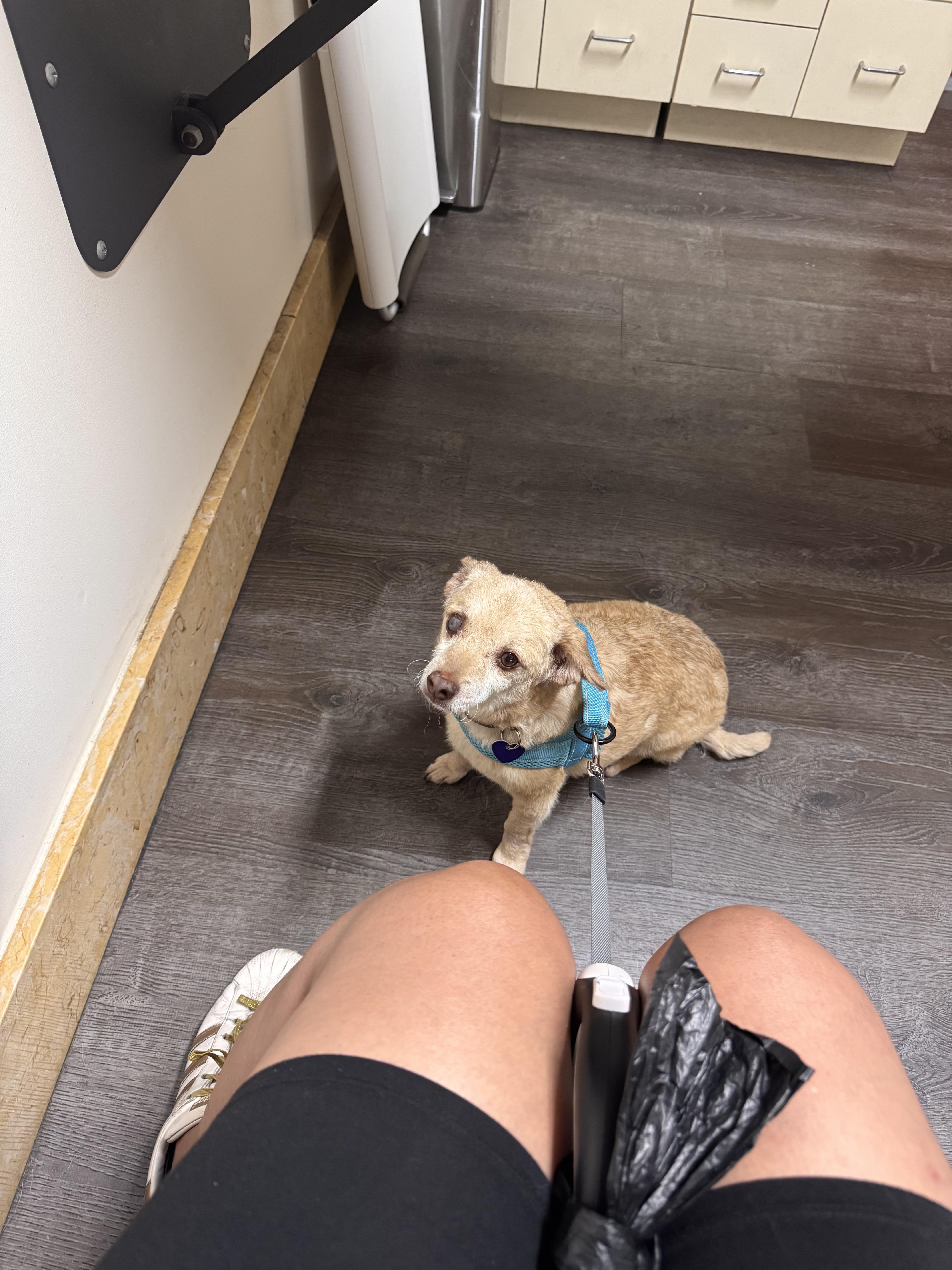 Enlarge Reginald, a Adoptable mixed breed in Los Angeles, CA image 5/5