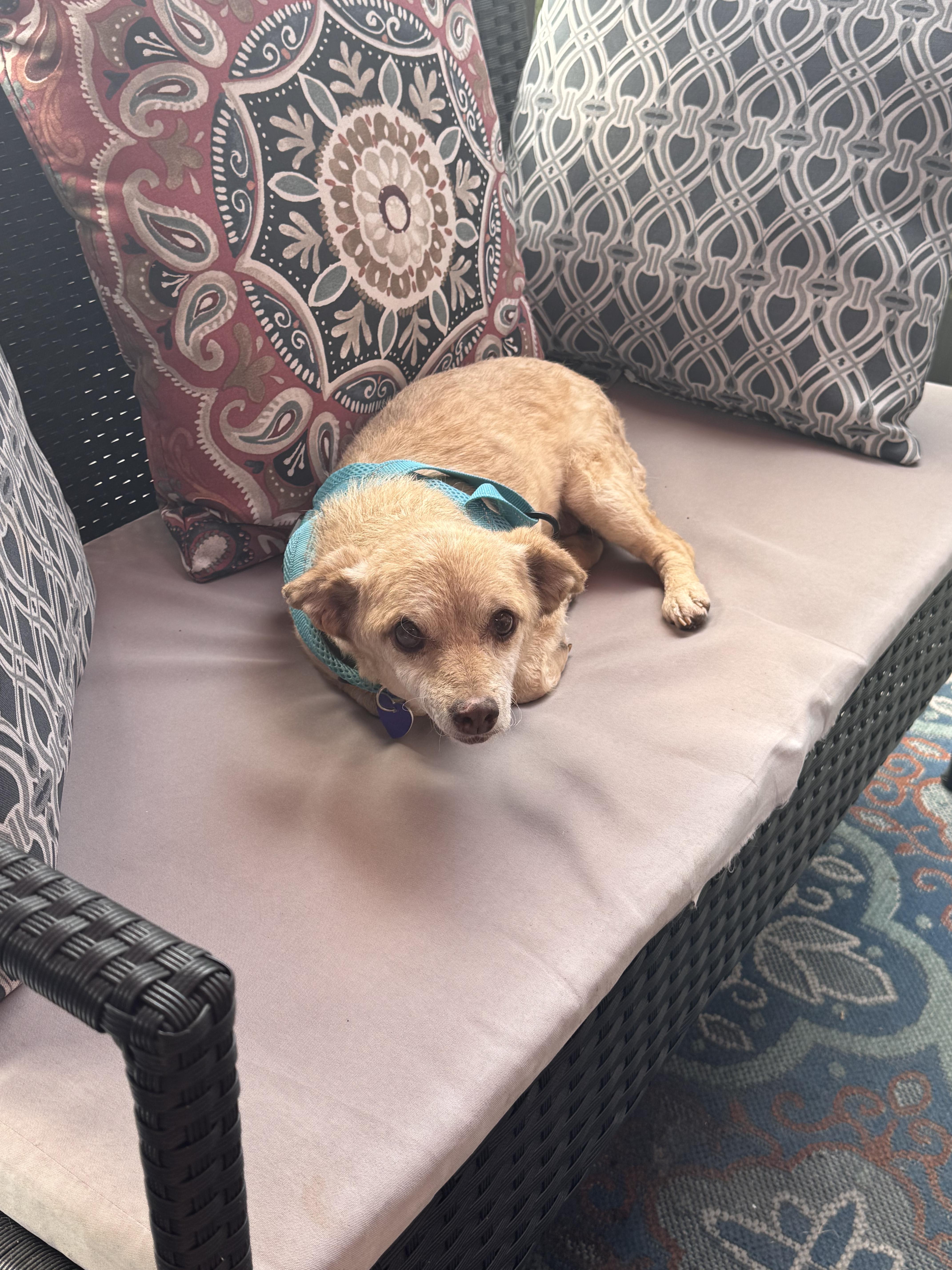 Enlarge Reginald, a Adoptable mixed breed in Los Angeles, CA image 3/5