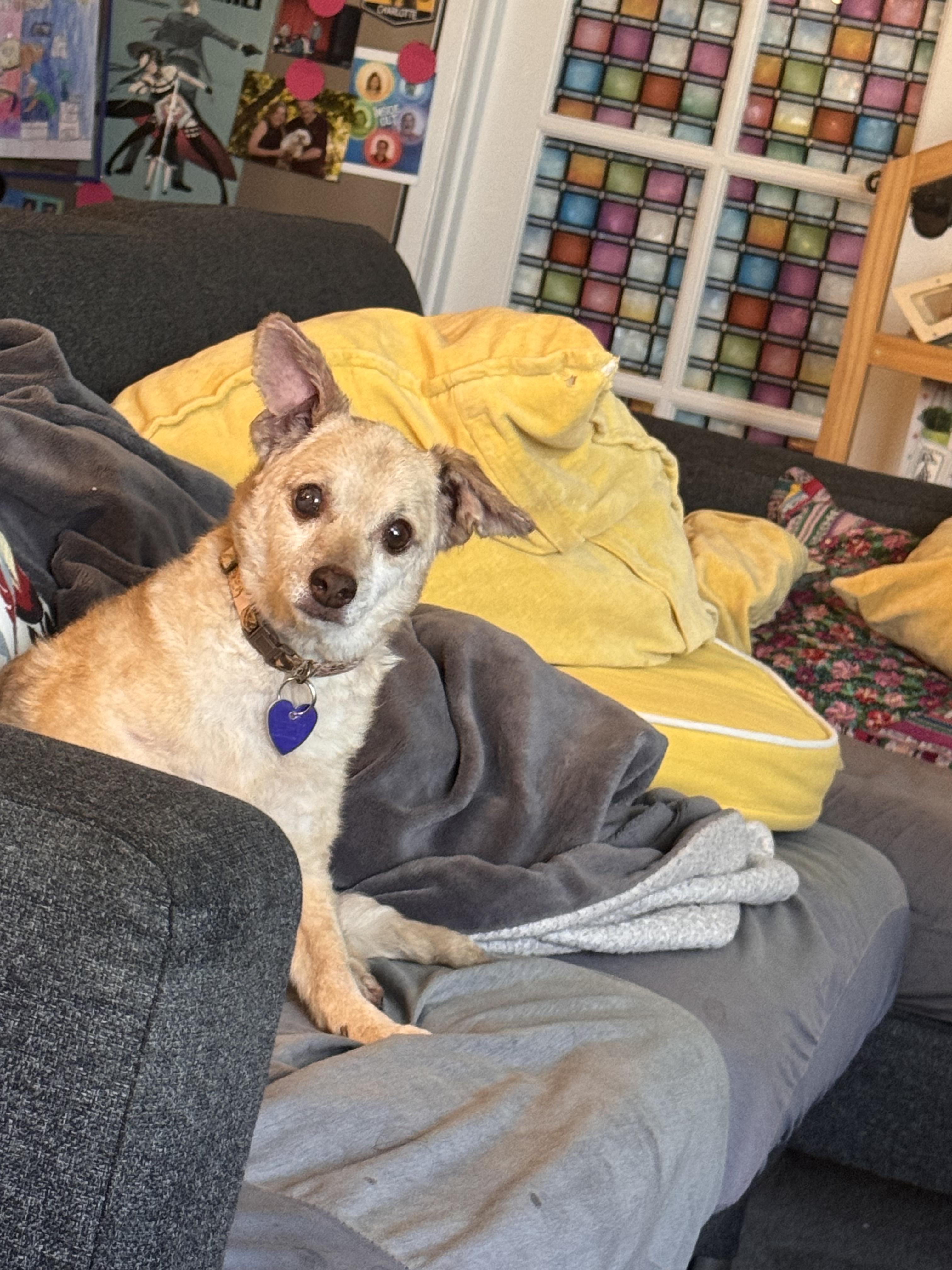 Reginald, Adoptable, Senior Male Chihuahua.