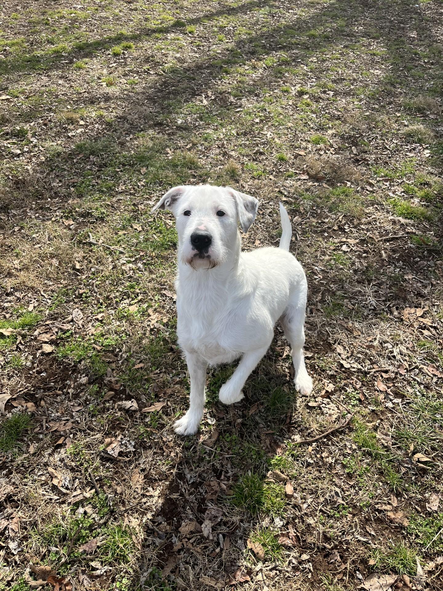 Enlarge GiGi , a ADOPTABLE Terrier in Loudon, TN image 3/3