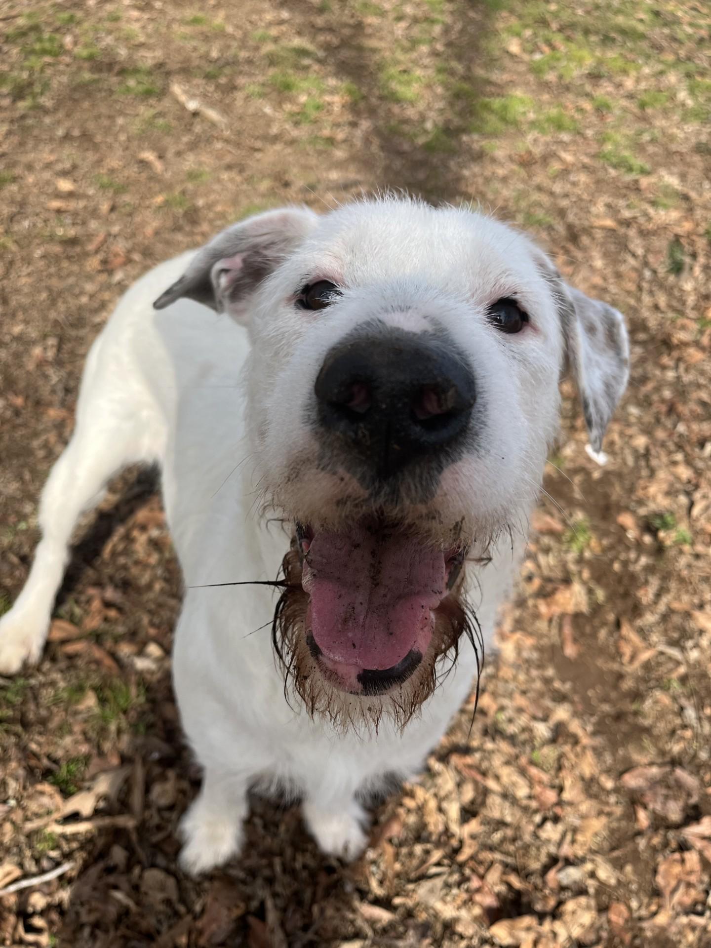 Enlarge GiGi , a ADOPTABLE Terrier in Loudon, TN image 2/3
