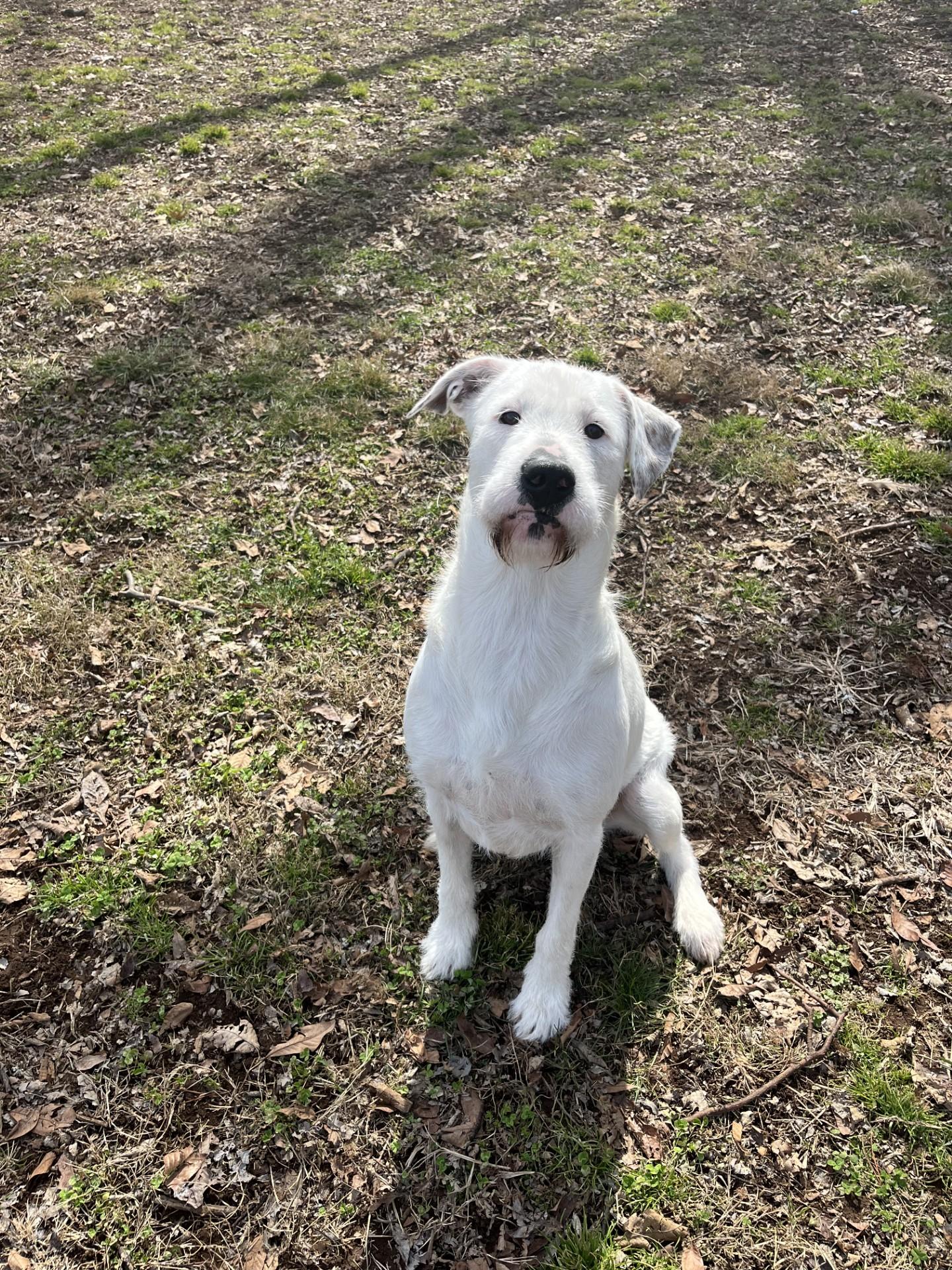 GiGi , ADOPTABLE, Young Female Terrier.