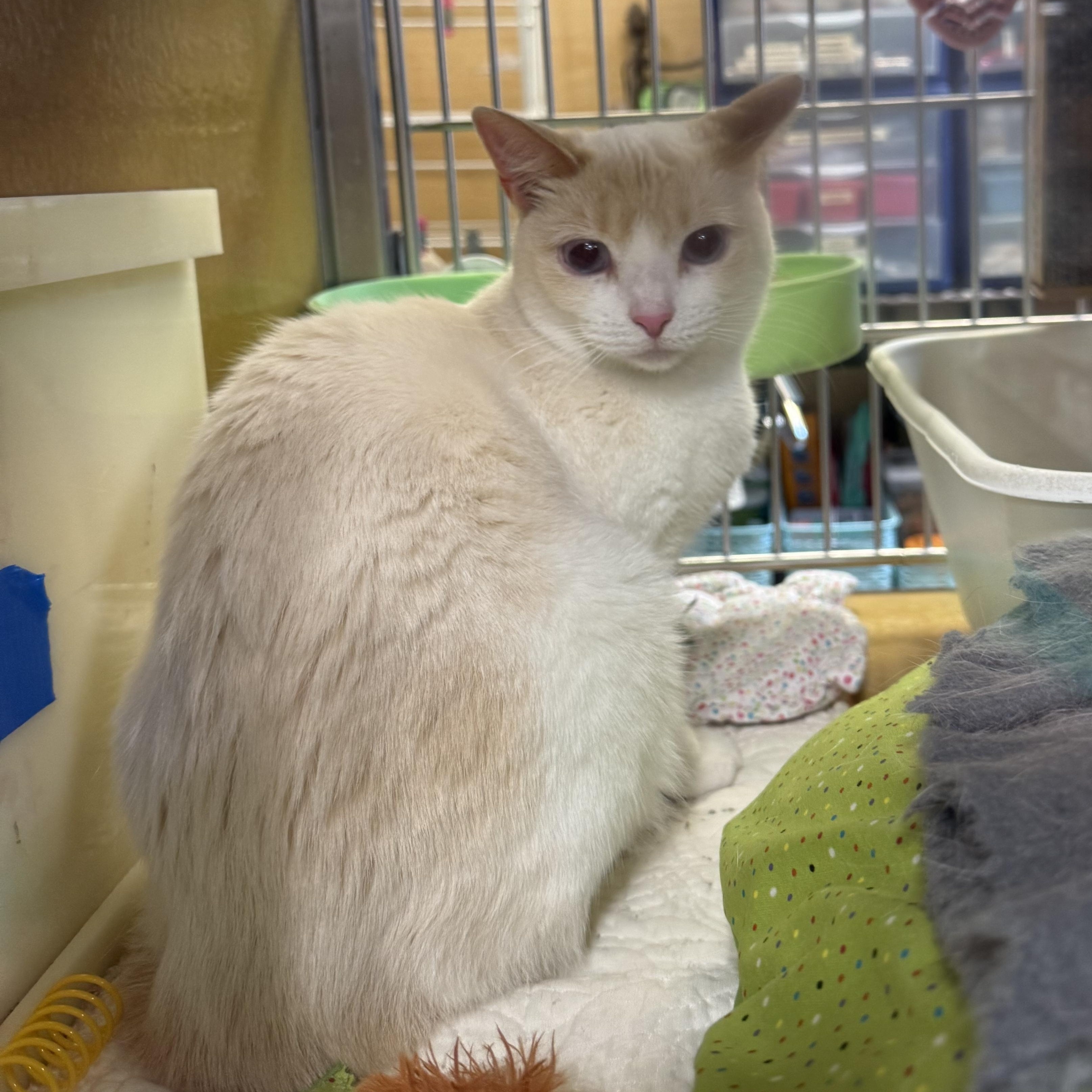 Corri, adopted, Young Female Siamese.