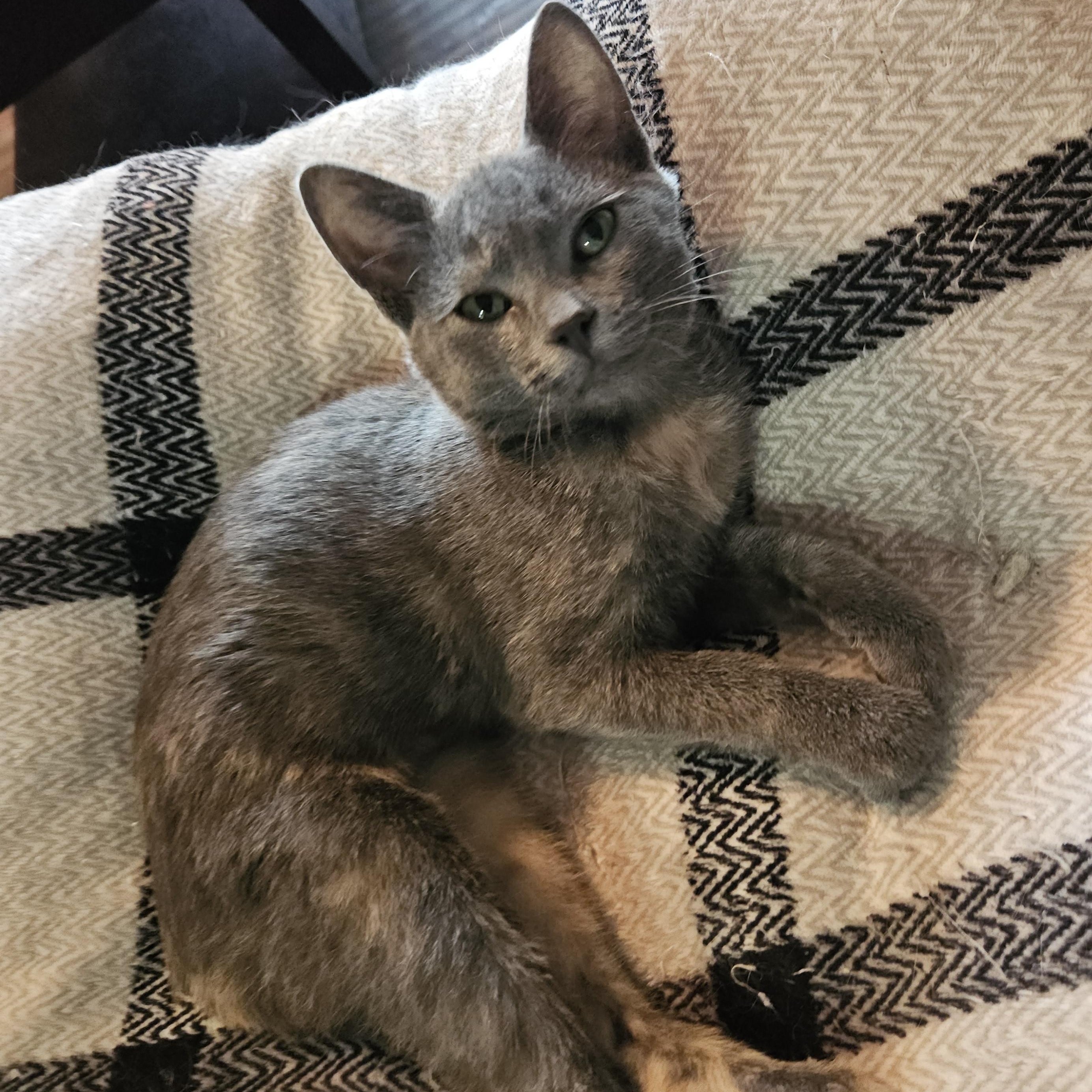 Dolly II, Adopted, Kitten Female Domestic Short Hair.