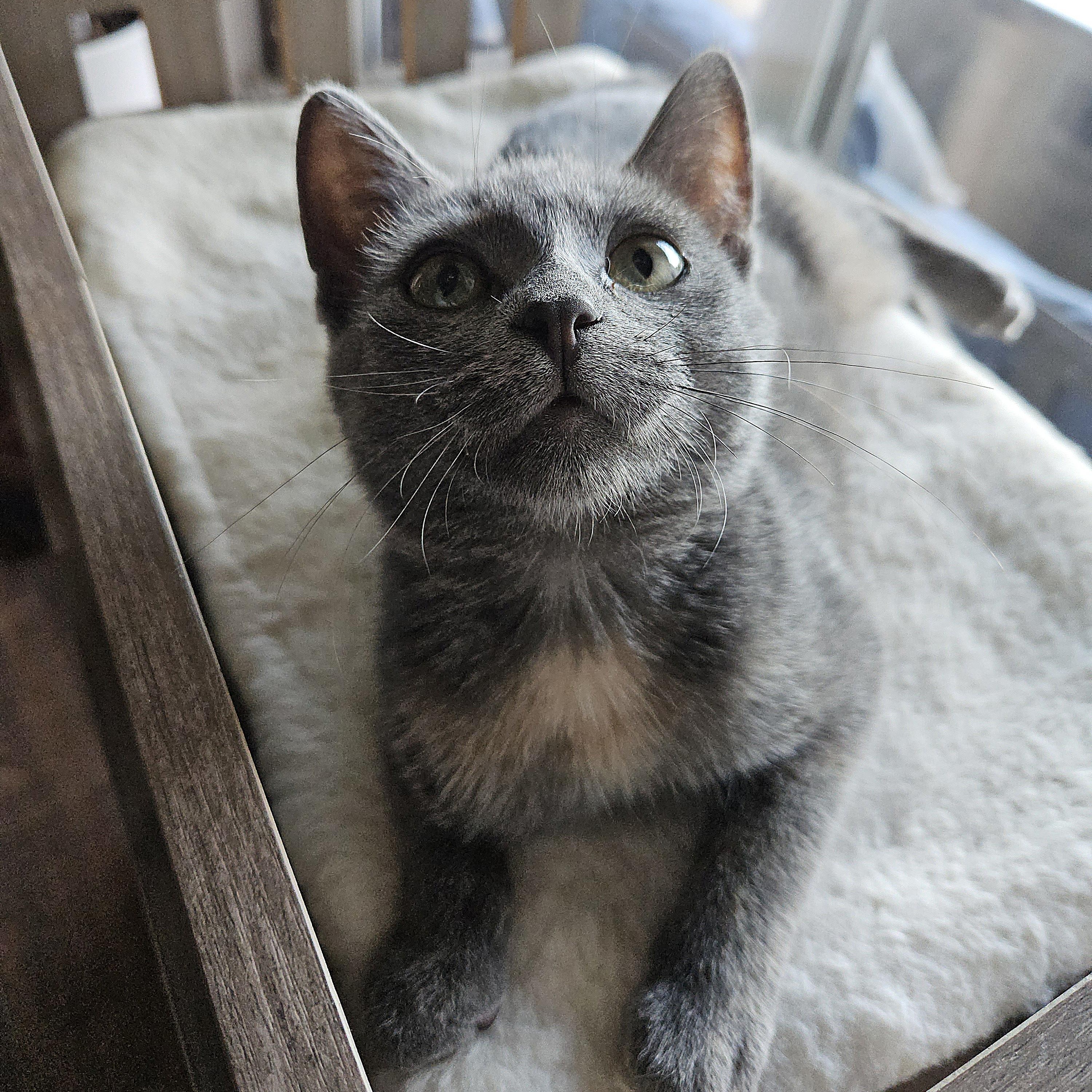 Enlarge Dolly II, a Adopted Domestic Short Hair in Watertown, WI image 2/4