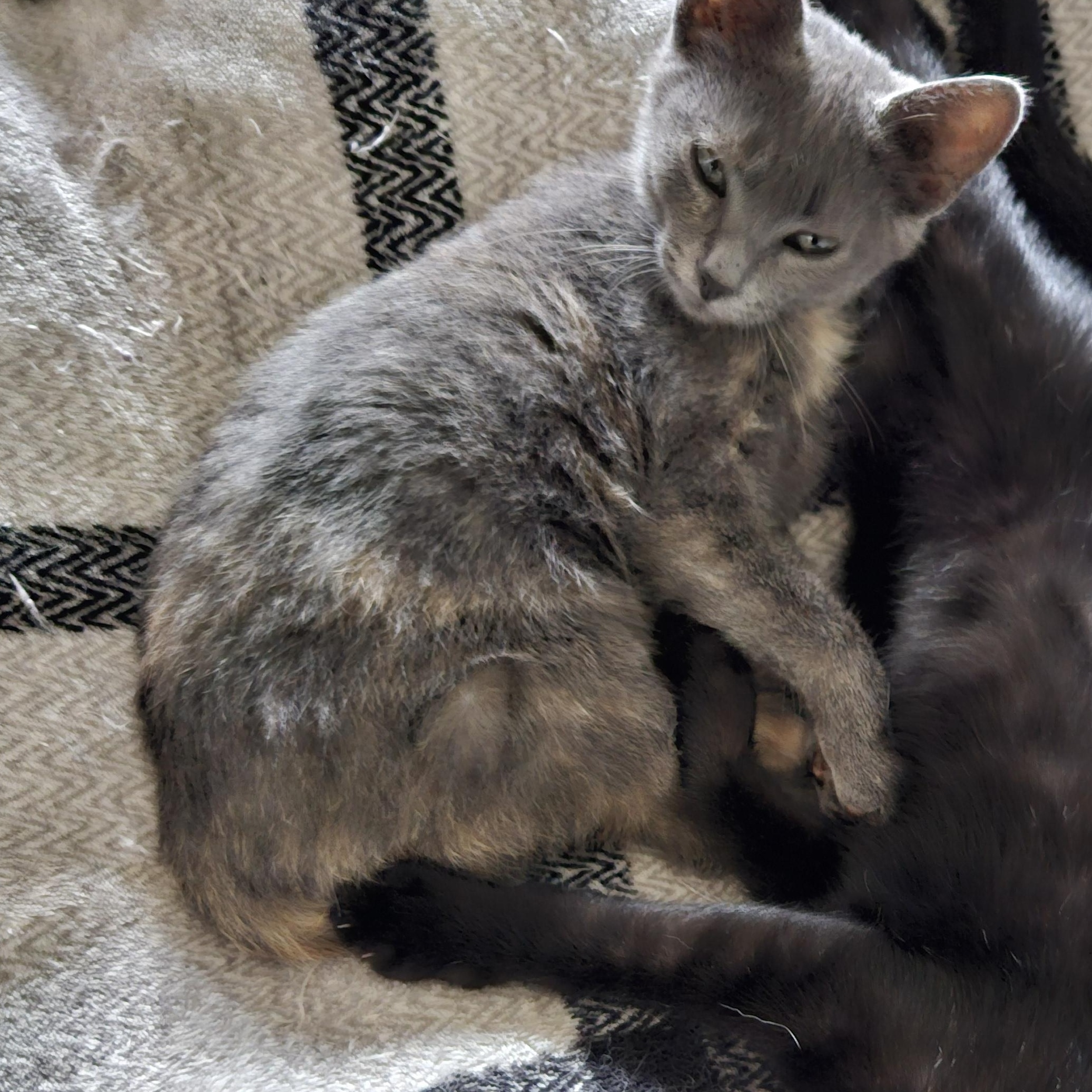 Enlarge Dolly II, a Adopted Domestic Short Hair in Watertown, WI image 4/4