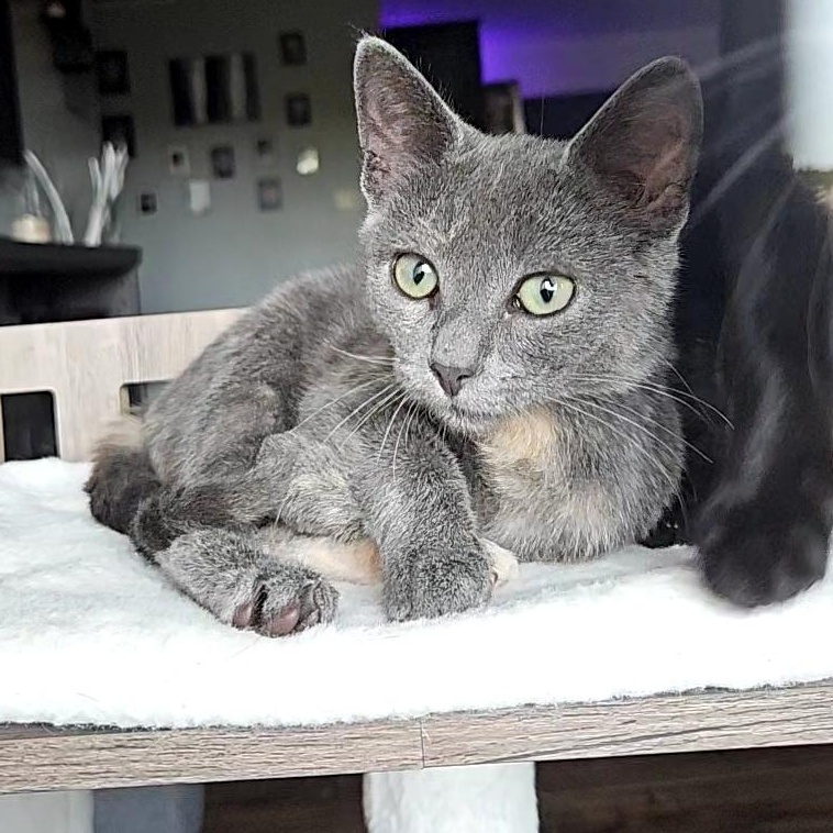 Enlarge Dolly II, a Adopted Domestic Short Hair in Watertown, WI image 3/4