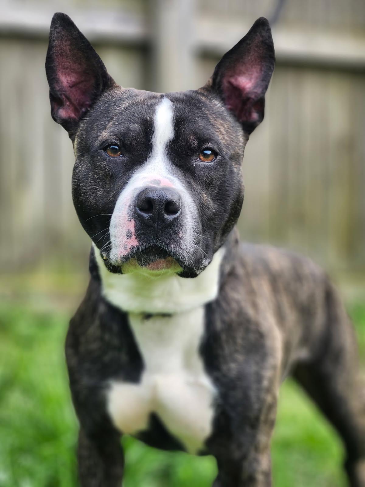 Kovu, Adoptable, Adult Male American Staffordshire Terrier.