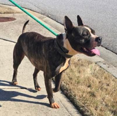 Kovu, Adoptable, Adult Male American Staffordshire Terrier.