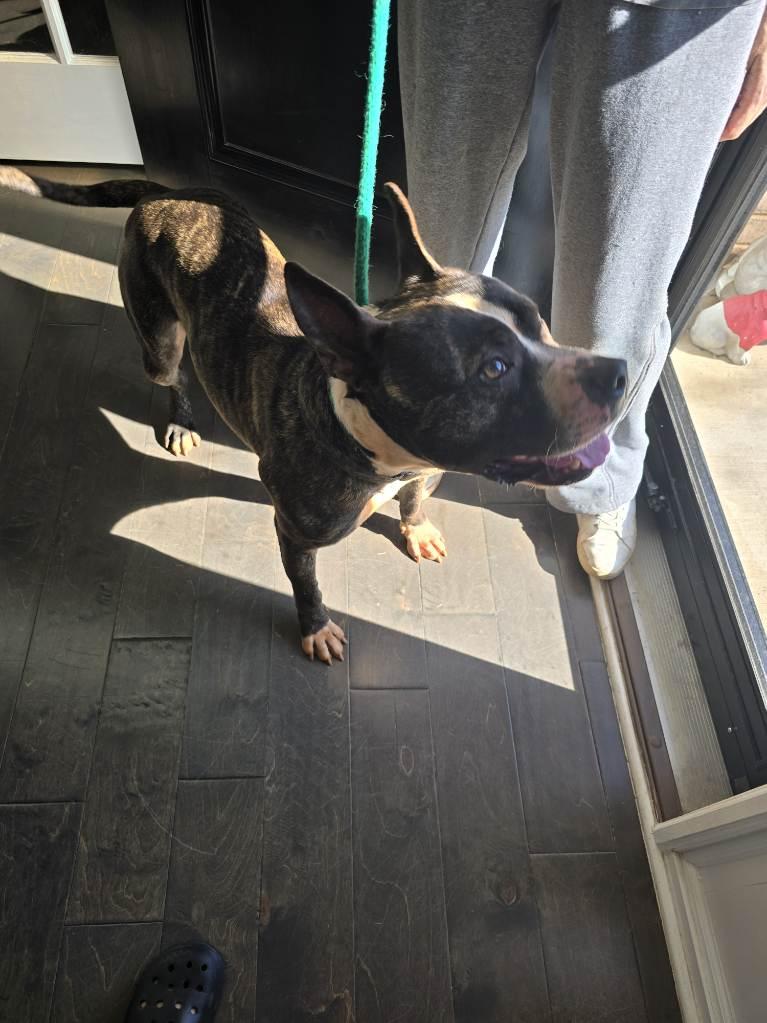 Enlarge Kovu, a Adoptable American Staffordshire Terrier in Auburn, GA image 5/5