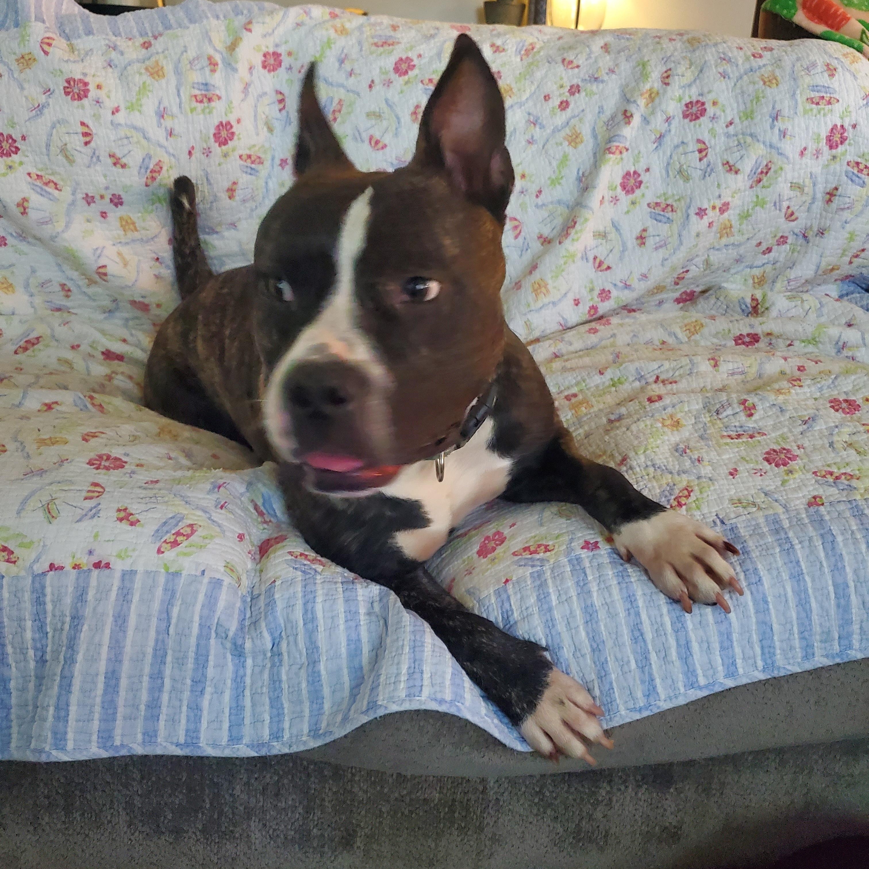 Kovu, a Adoptable mixed breed in Auburn, GA image 1/5