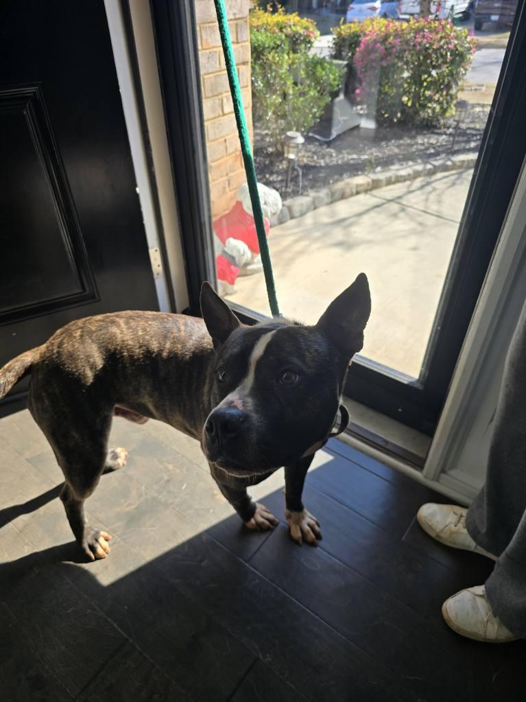 Enlarge Kovu, a Adoptable American Staffordshire Terrier in Auburn, GA image 2/5