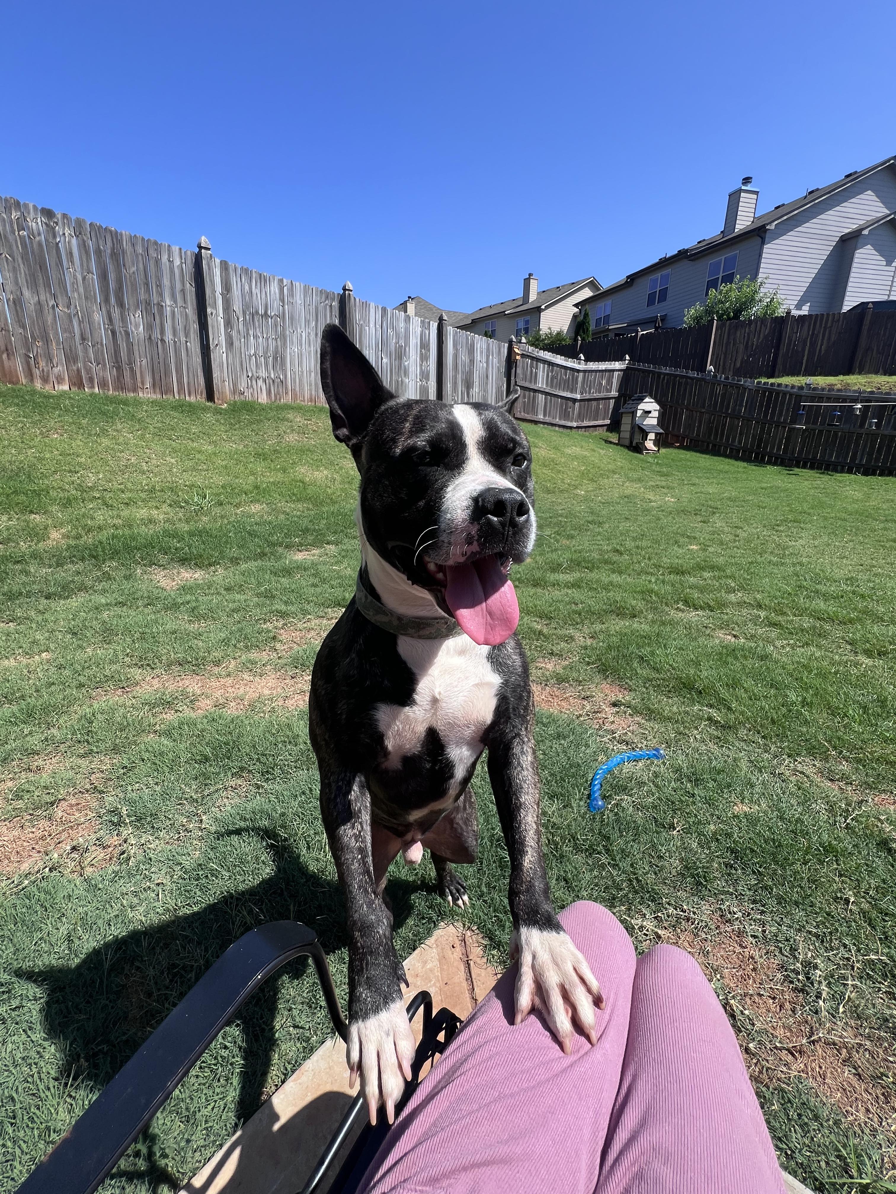 Kovu, a Adoptable mixed breed in Auburn, GA image 2/5