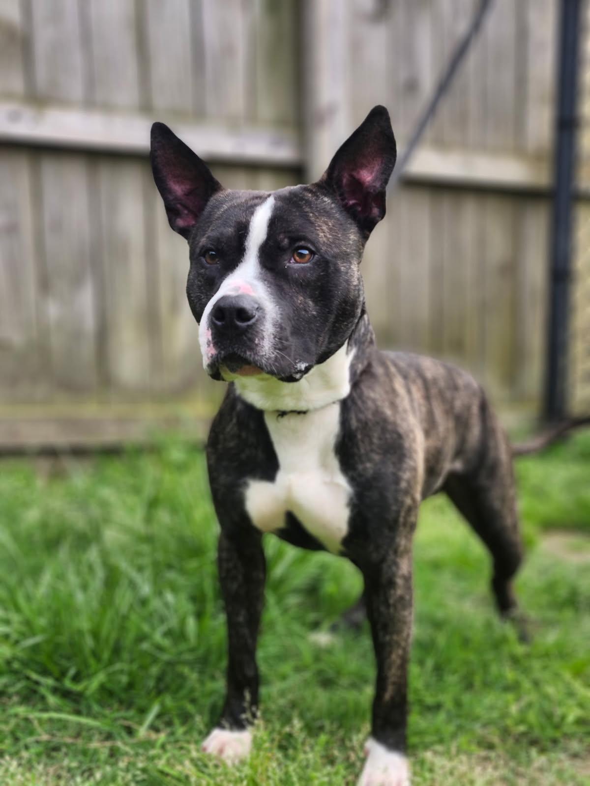 Kovu, Adoptable, Adult Male American Staffordshire Terrier.