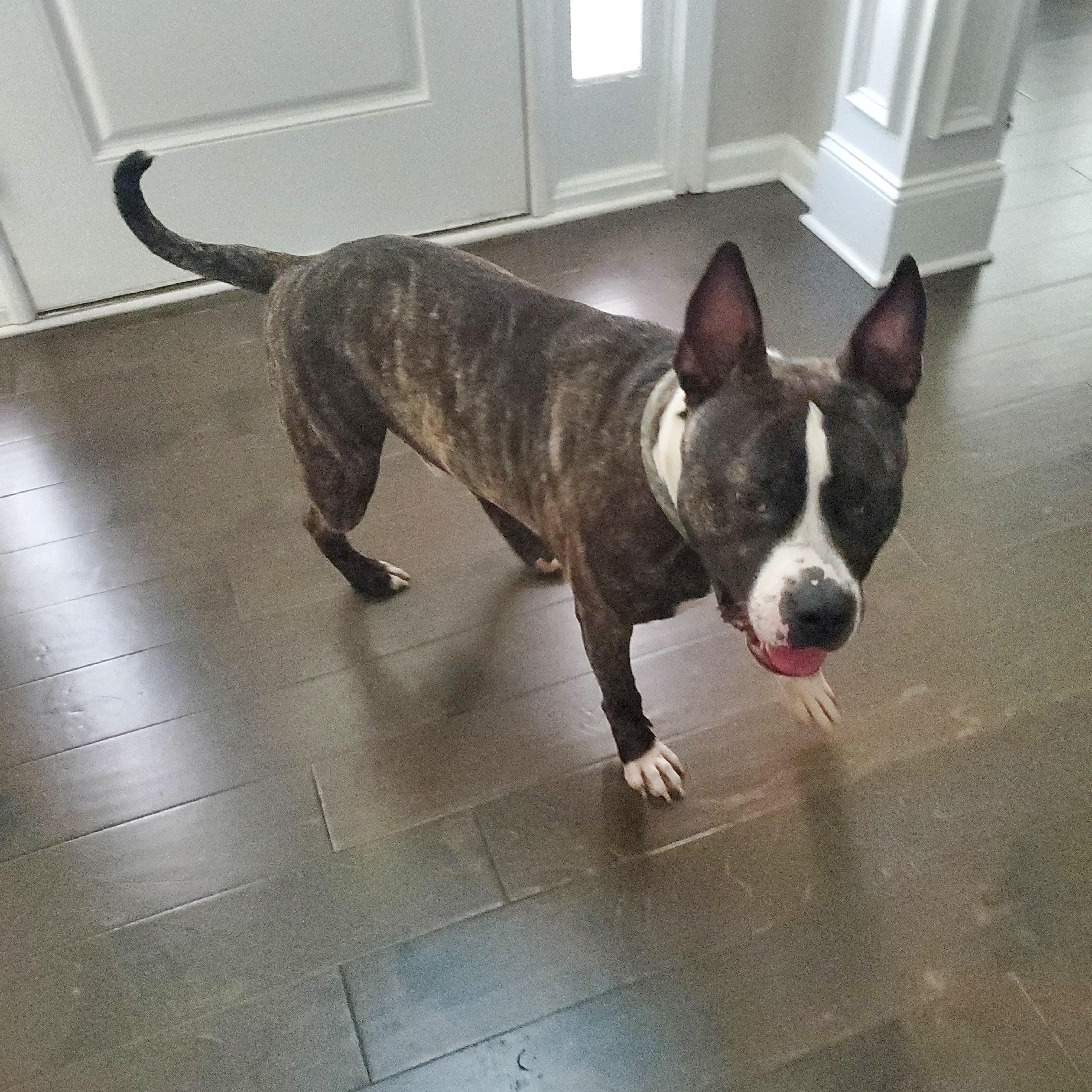Enlarge Kovu, a Adoptable mixed breed in Auburn, GA image 3/3