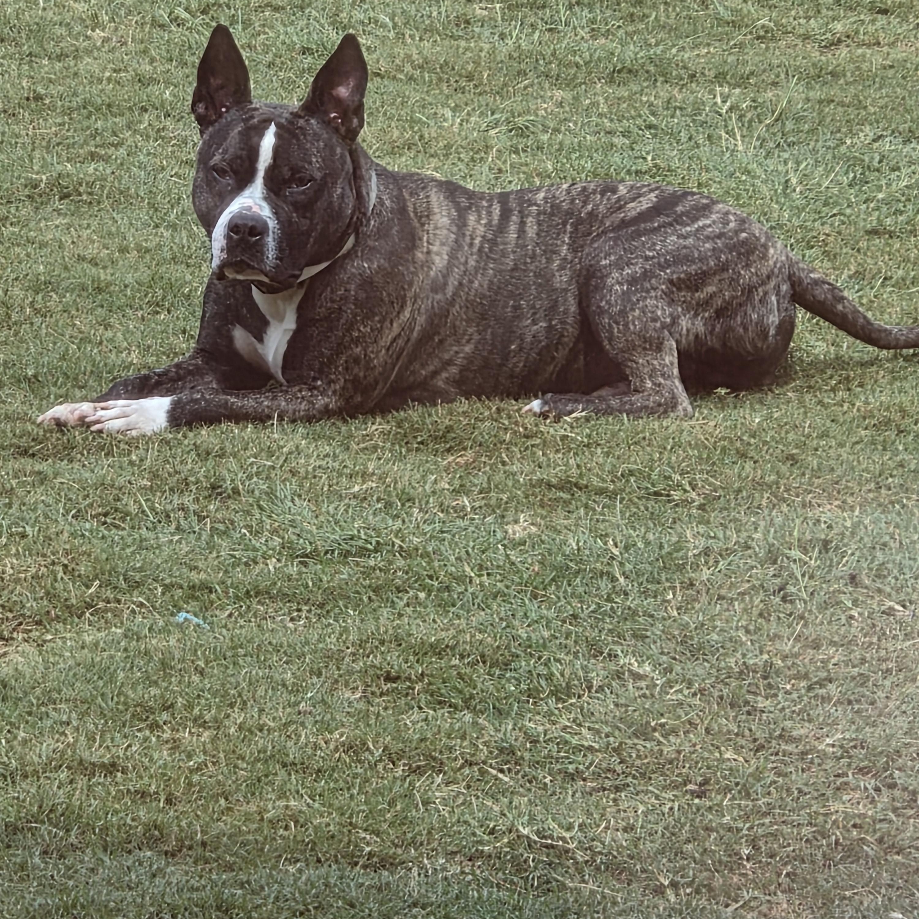 Enlarge Kovu, a Adoptable mixed breed in Auburn, GA image 2/3