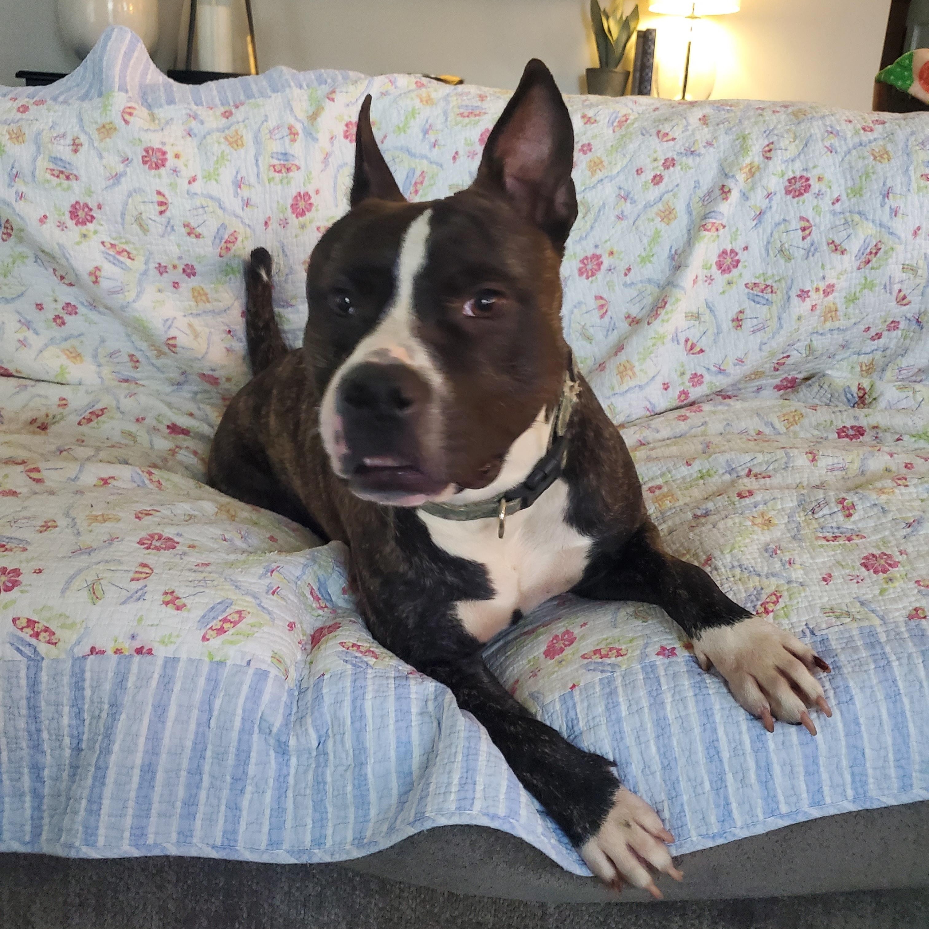 Kovu, a Adoptable mixed breed in Auburn, GA image 5/5