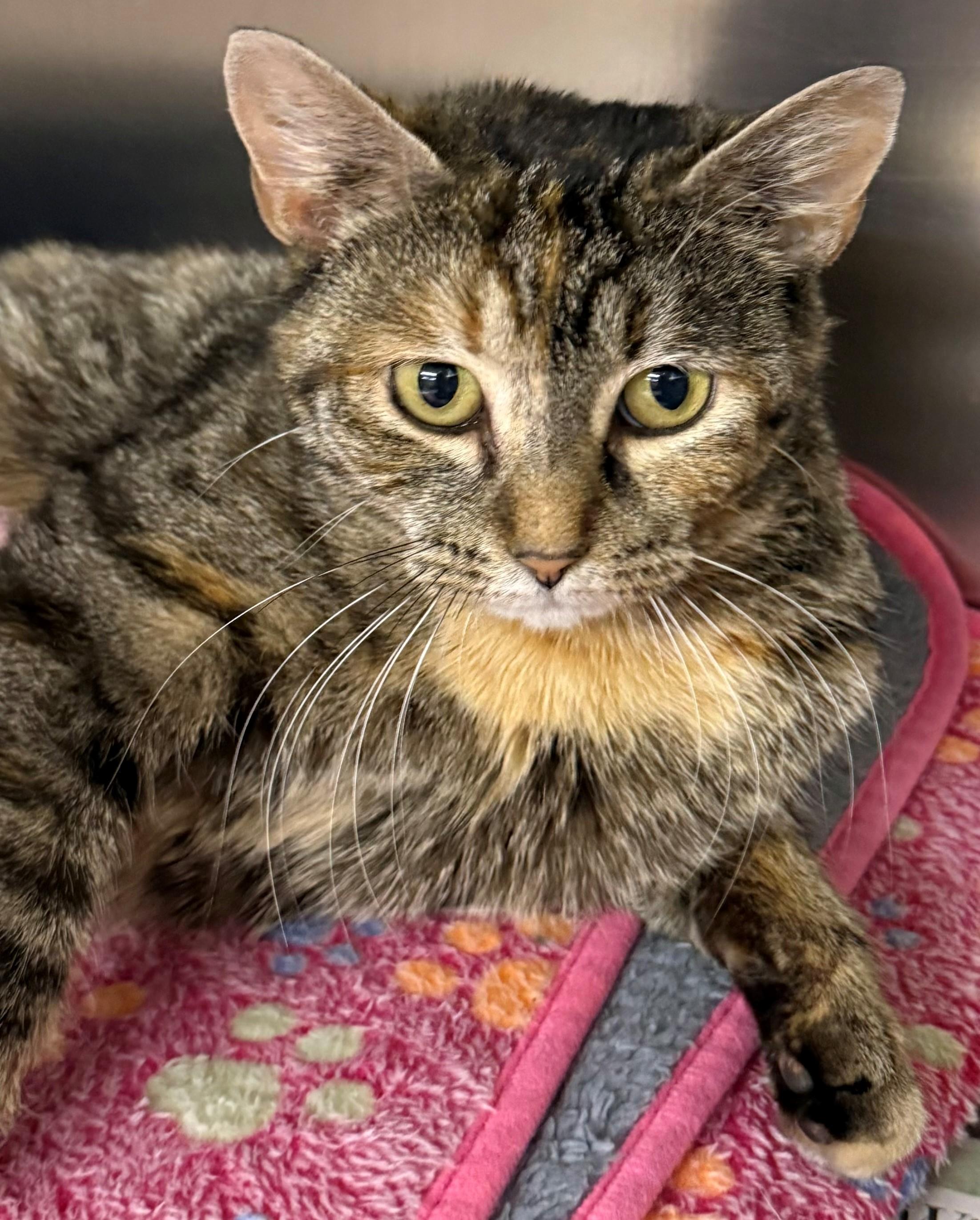 Enlarge Shasta, an adopted Domestic Short Hair in Edison, NJ image 1/1