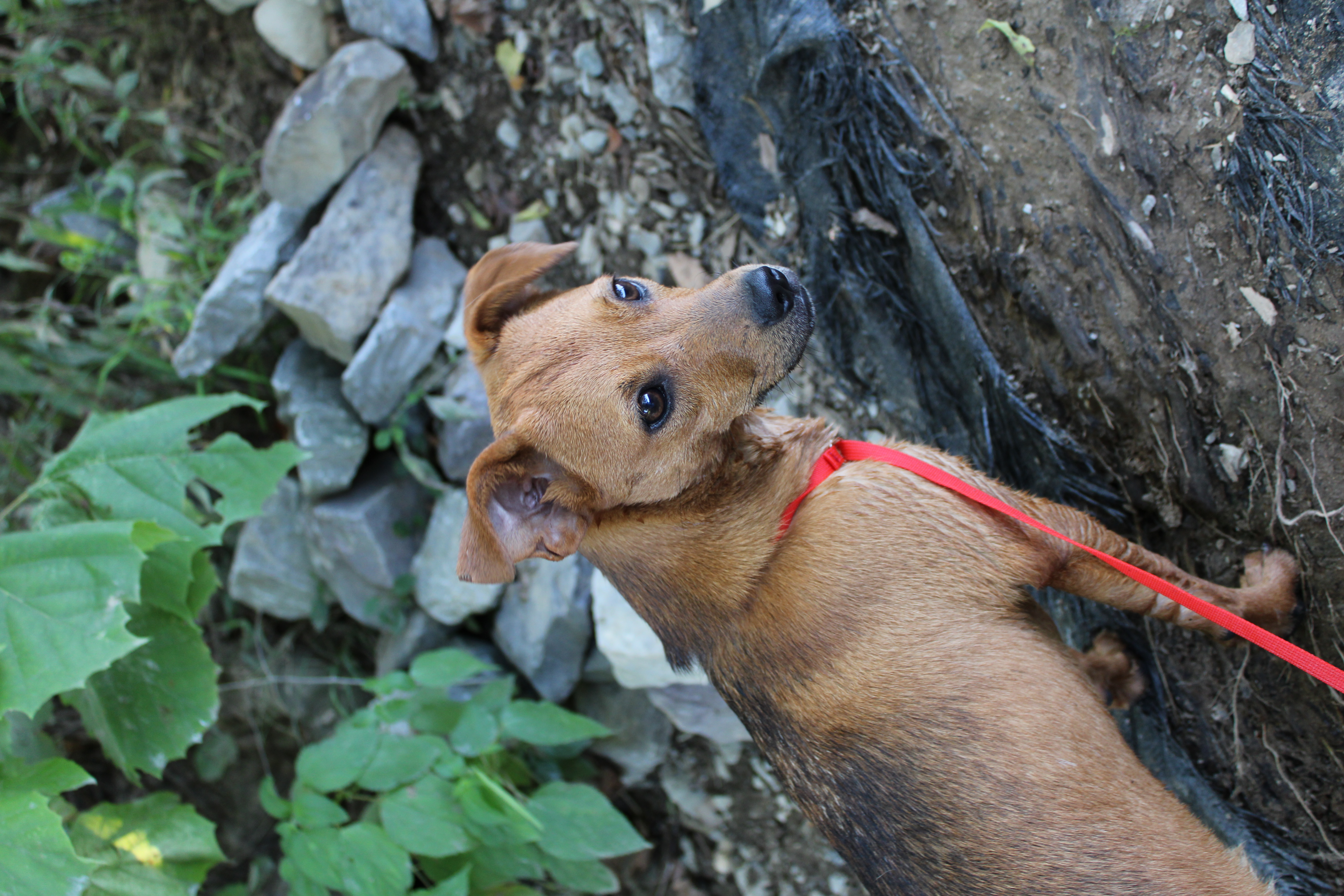 Ponyo, a Adopted mixed breed in Farmington, CT image 4/6