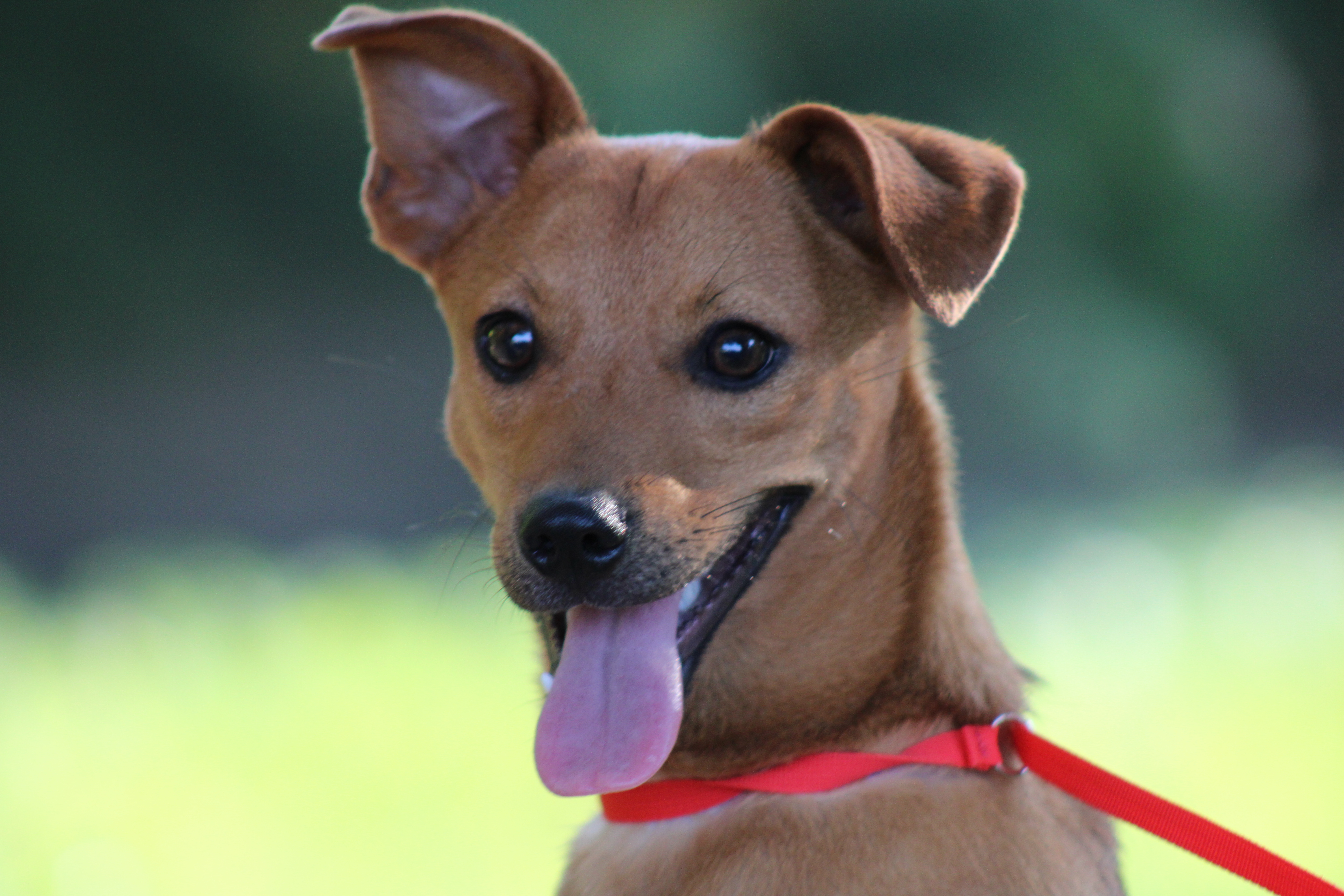 Ponyo, a Adopted mixed breed in Farmington, CT image 1/6