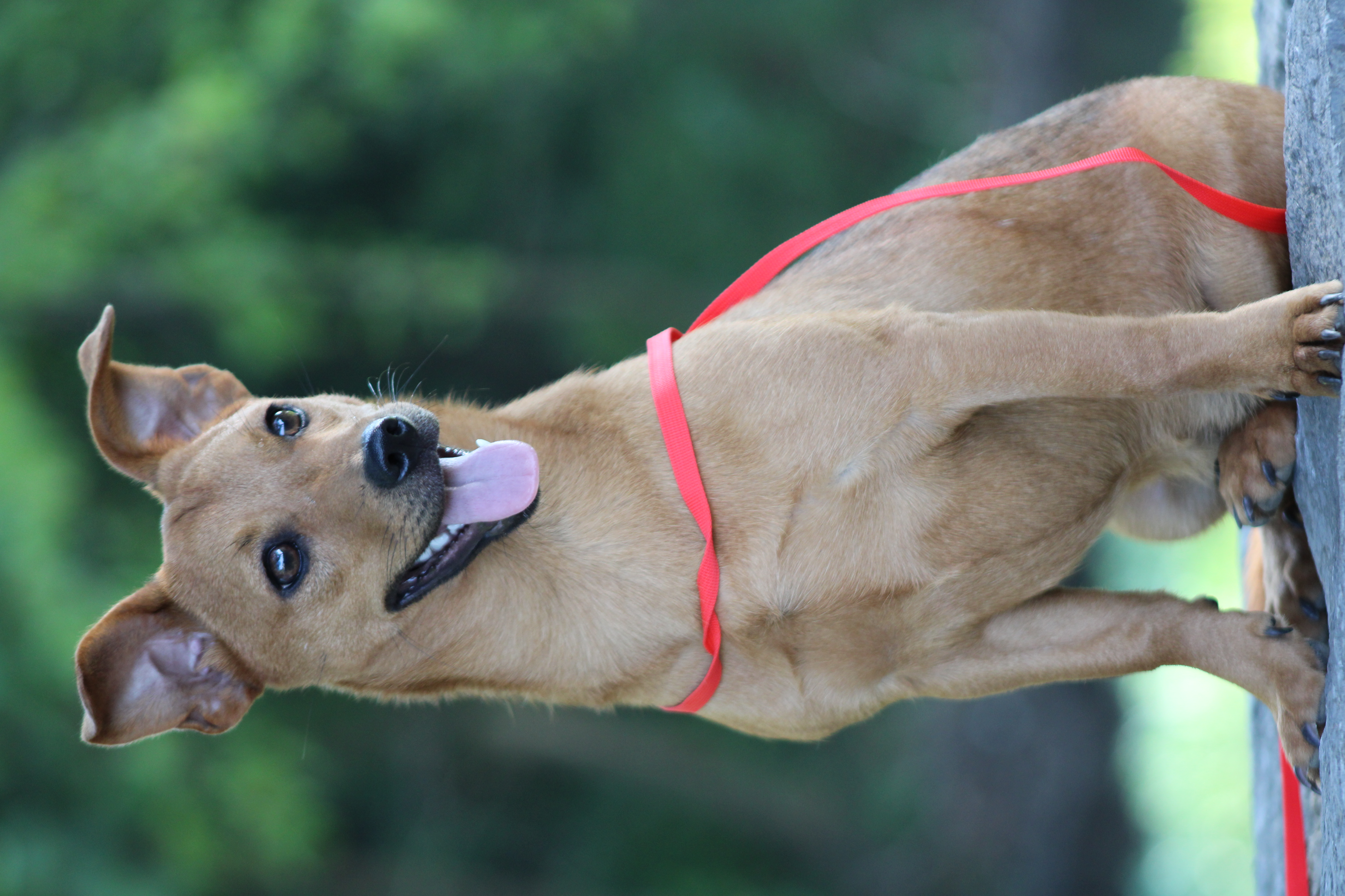 Ponyo, a Adopted mixed breed in Farmington, CT image 5/6