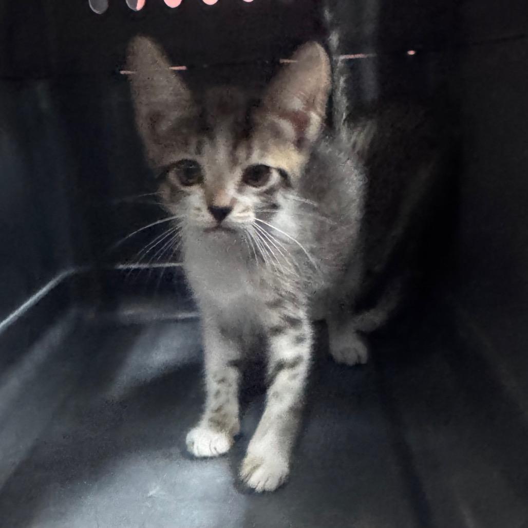 Enlarge Dusk, a Adoptable Domestic Short Hair in Morristown, NJ image 1/1