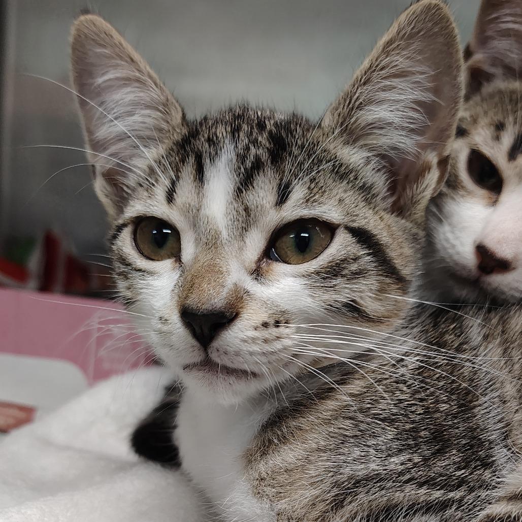Dusk, Adoptable, Kitten Female Domestic Short Hair.