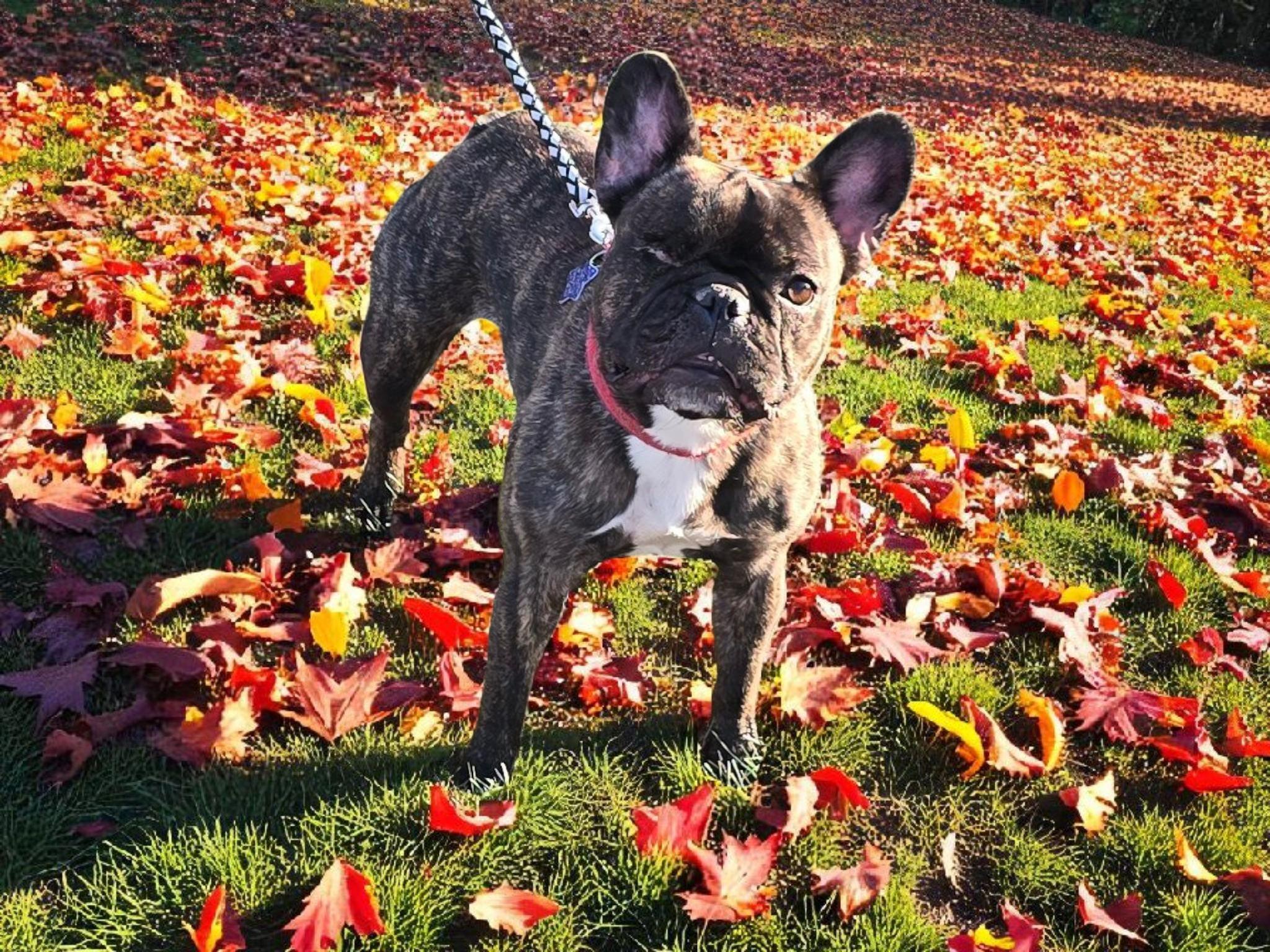 Enlarge Kizzy, a Adopted French Bulldog in Mclean, IL image 1/1