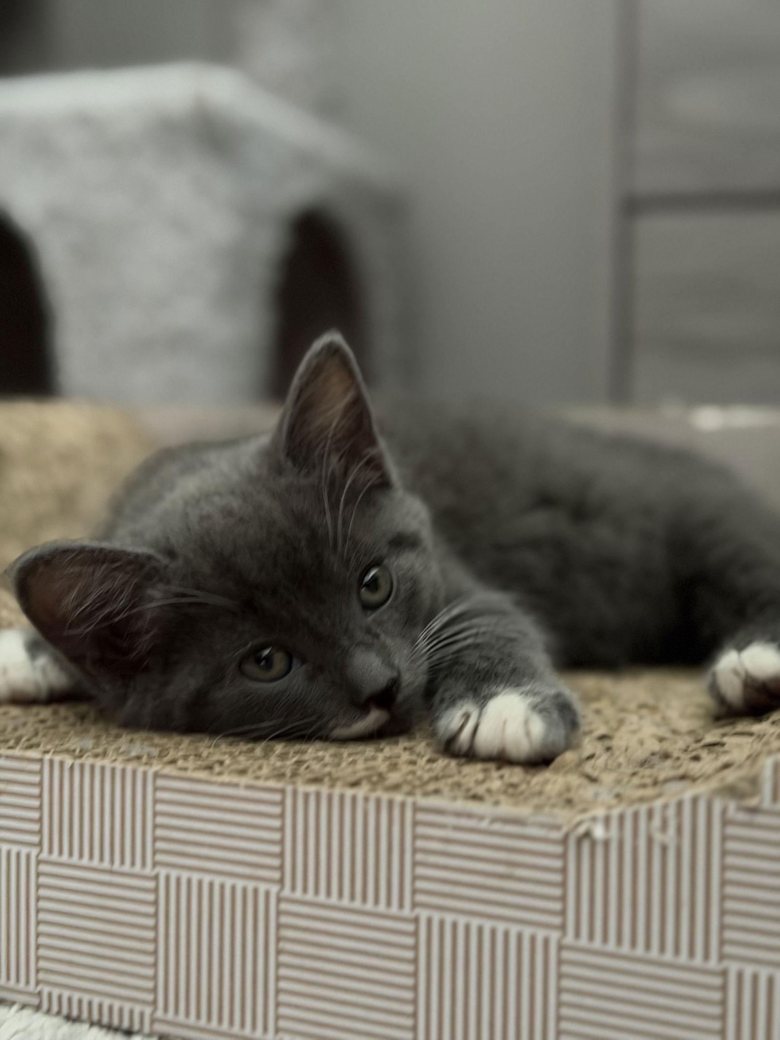 Twilight, Adoptable, Kitten Female Domestic Short Hair.