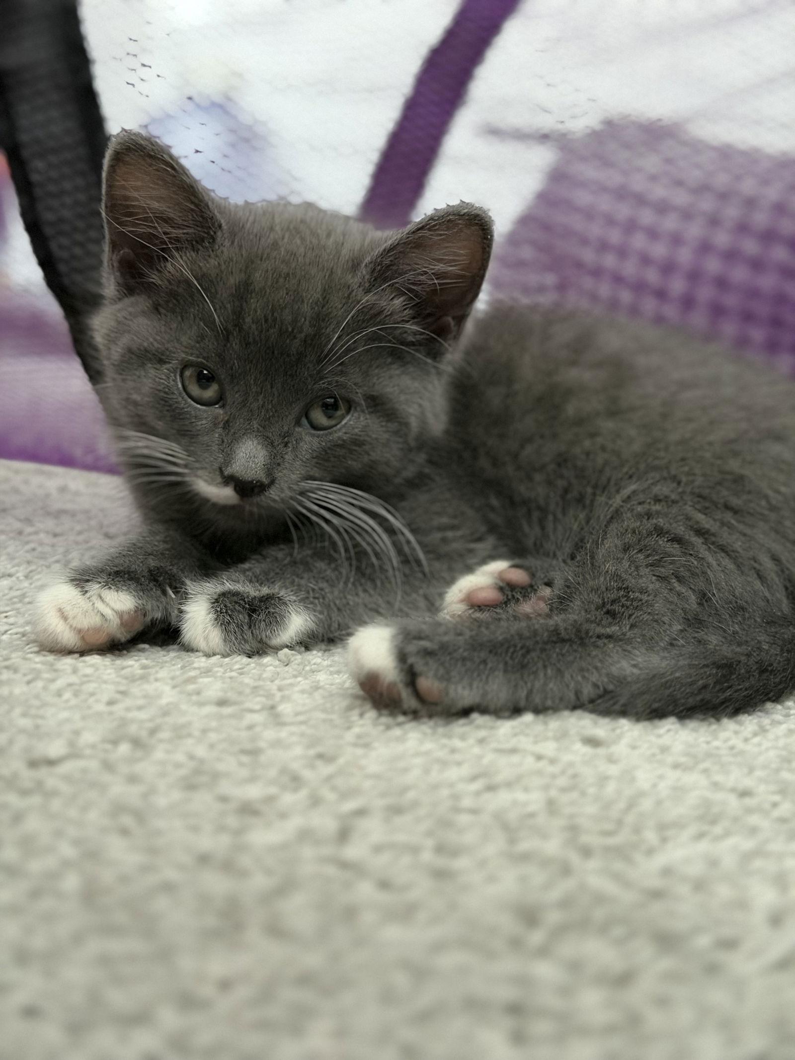 Twilight, a Adoptable Domestic Short Hair in Minneapolis, MN image 2/2