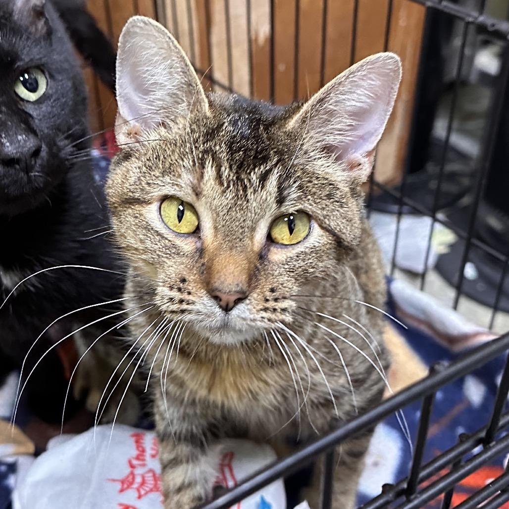 Comet, Adoptable, Adult Female Domestic Short Hair.