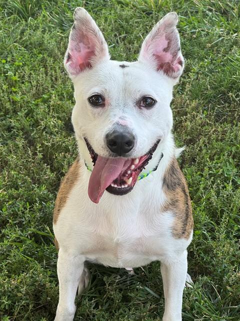 Enlarge BIZZLE, a Adoptable mixed breed in Olivette, MO image 1/1