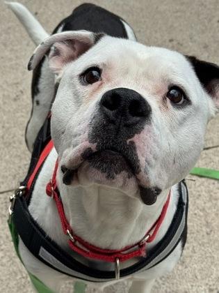 Chance, a Adoptable mixed breed in Rhinelander, WI image 1/3