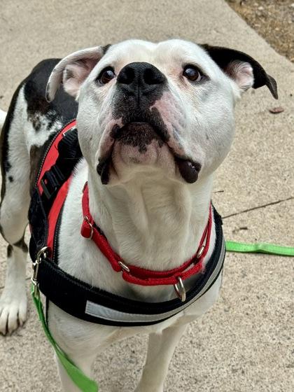 Enlarge Chance, a Adoptable mixed breed in Rhinelander, WI image 3/3